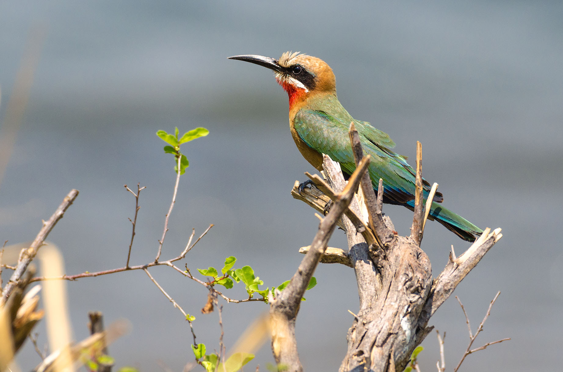 Nikon AF-S Nikkor 200-500mm F5.6E ED VR sample photo. White fronted beeeater photography