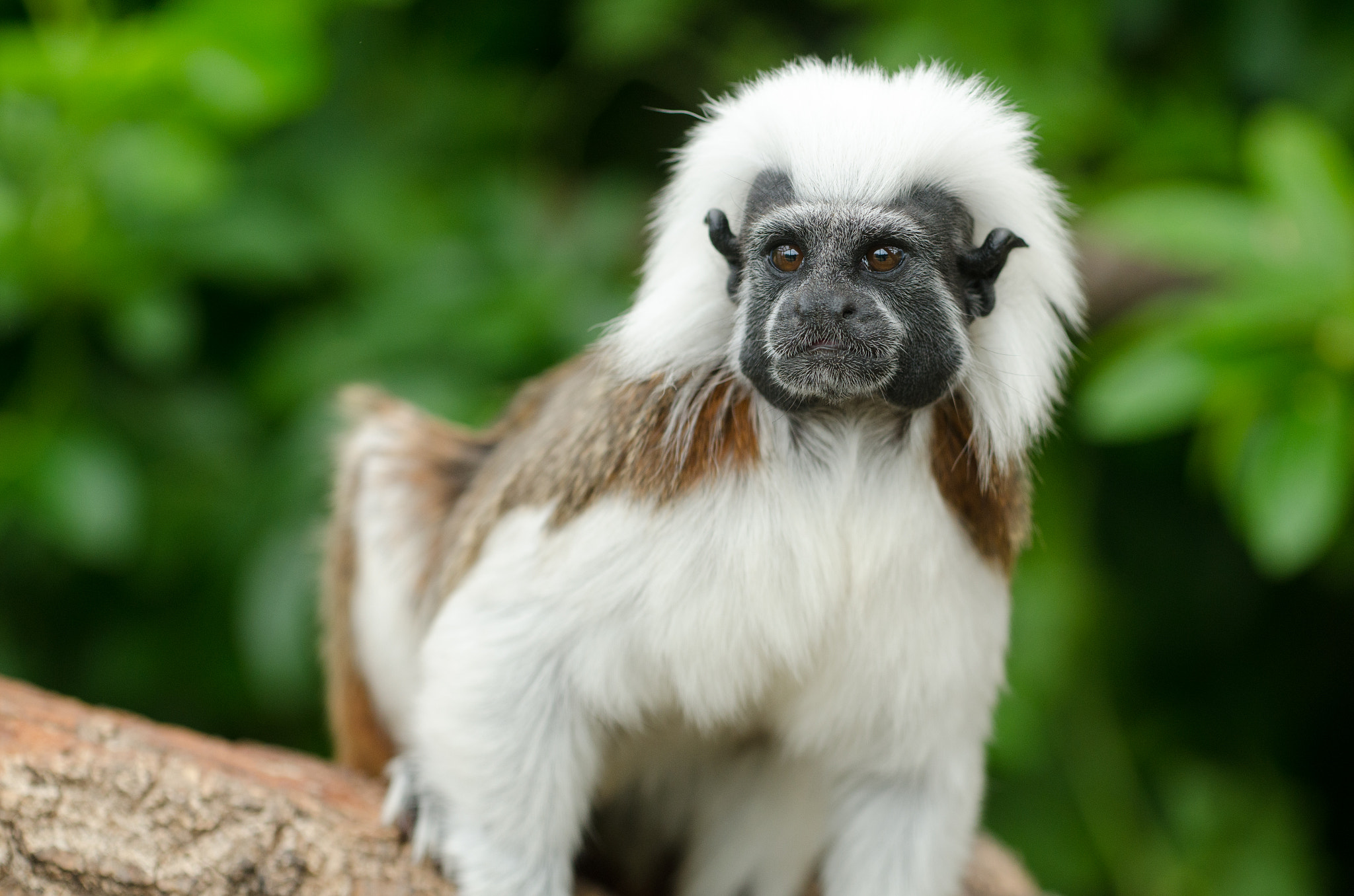 Nikon AF-S Nikkor 70-200mm F4G ED VR sample photo. Tamarin monkey photography