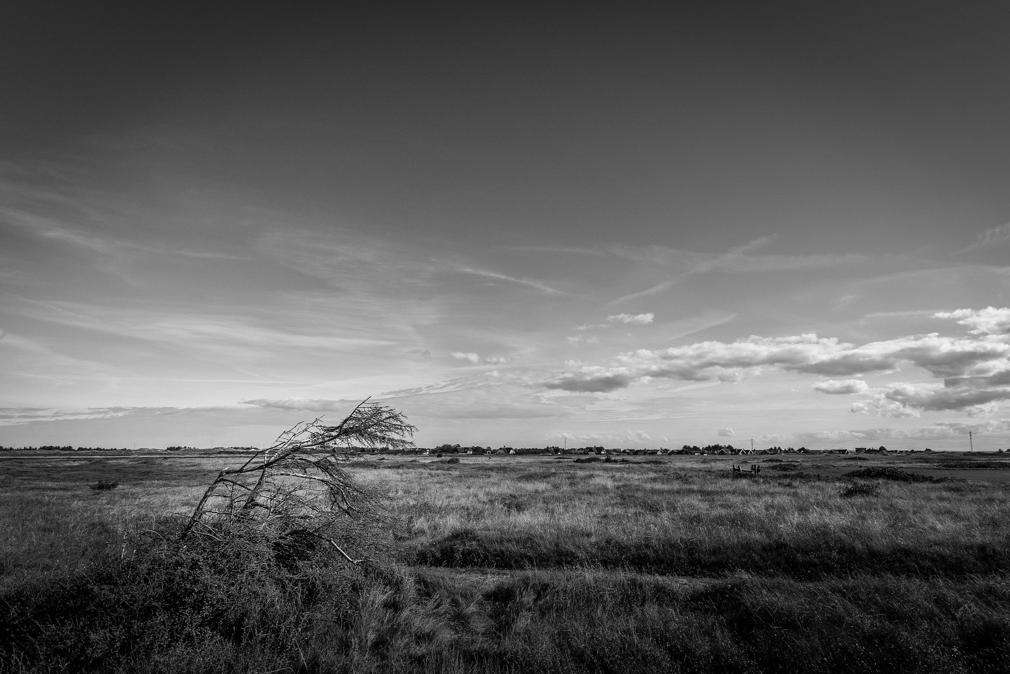 Sony SLT-A68 + Minolta AF 28-80mm F3.5-5.6 II sample photo. Wind and the sky and the tree photography