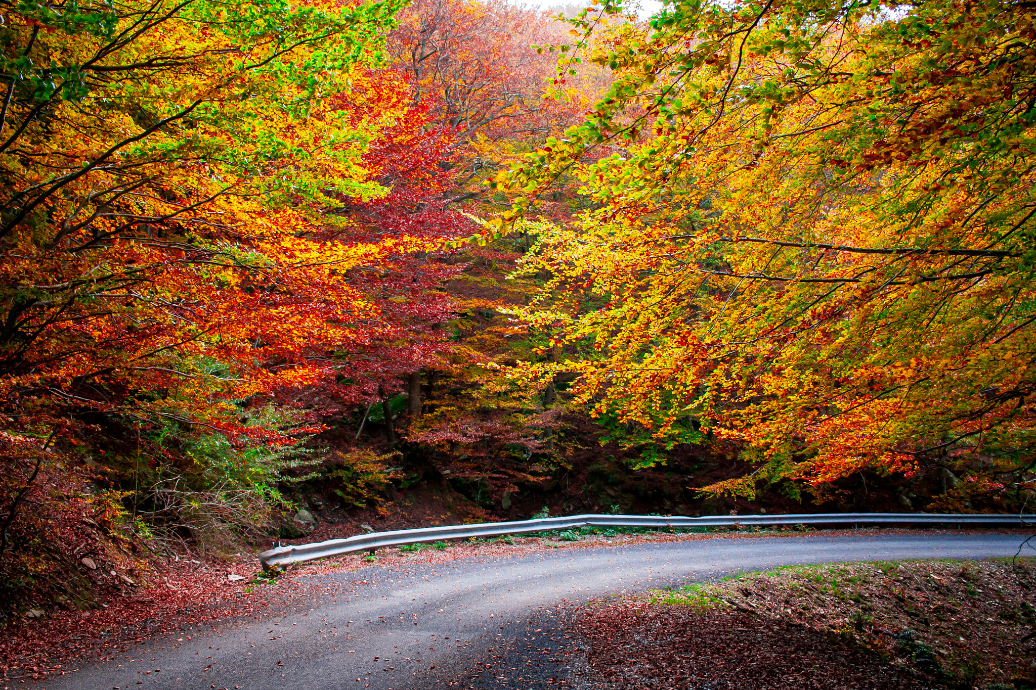 Canon EF-S 24mm F2.8 STM sample photo. ***** photography