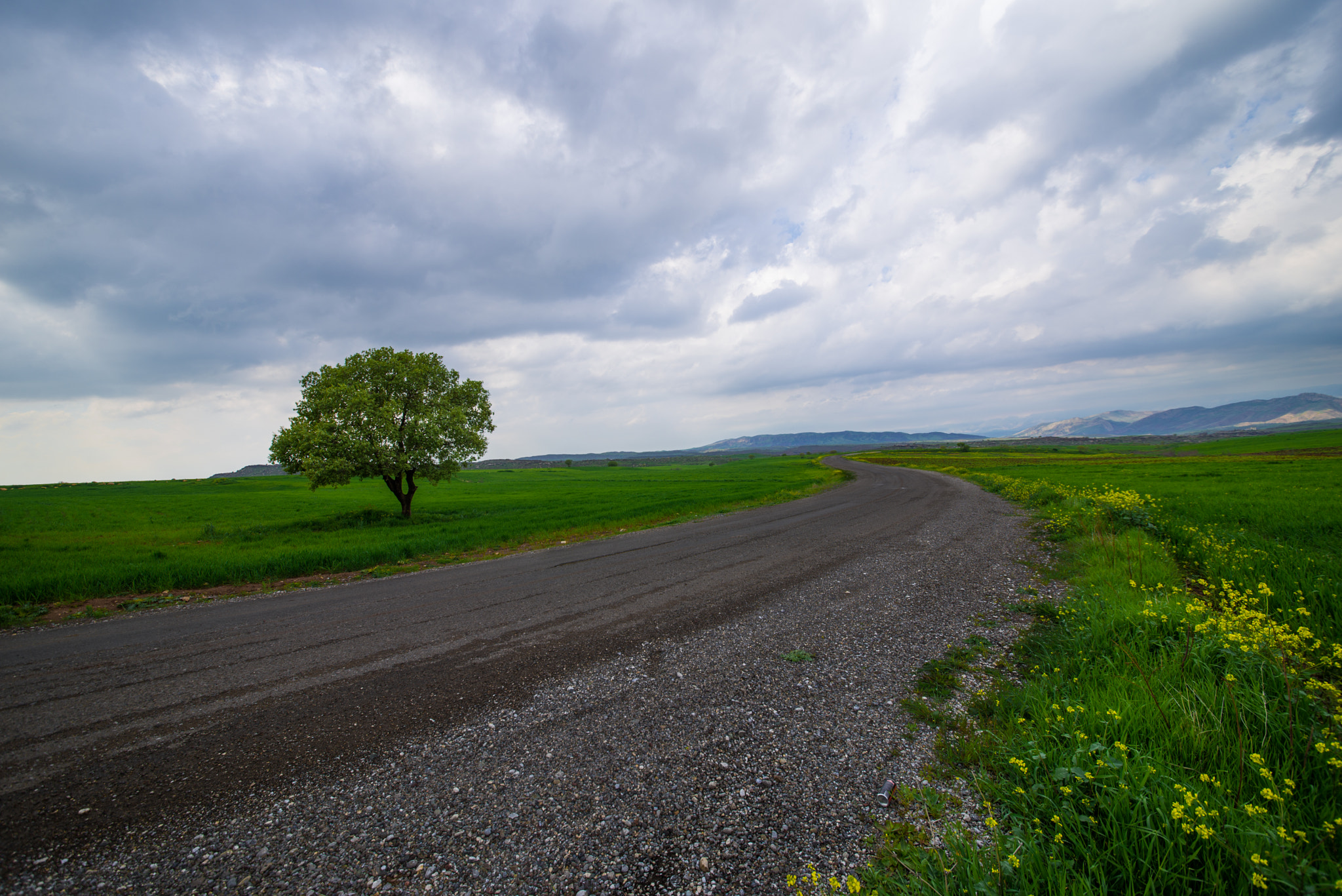 Sigma 12-24mm F4.5-5.6 II DG HSM sample photo. Tree photography