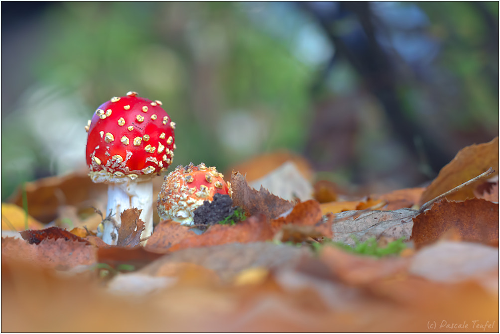 Sigma 150mm F2.8 EX DG Macro HSM sample photo. Mushroom season photography