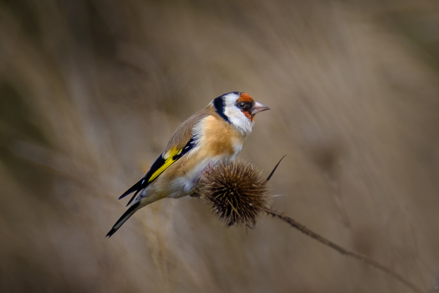 Fujifilm XF 100-400mm F4.5-5.6 R LM OIS WR sample photo. A goldfinch photography