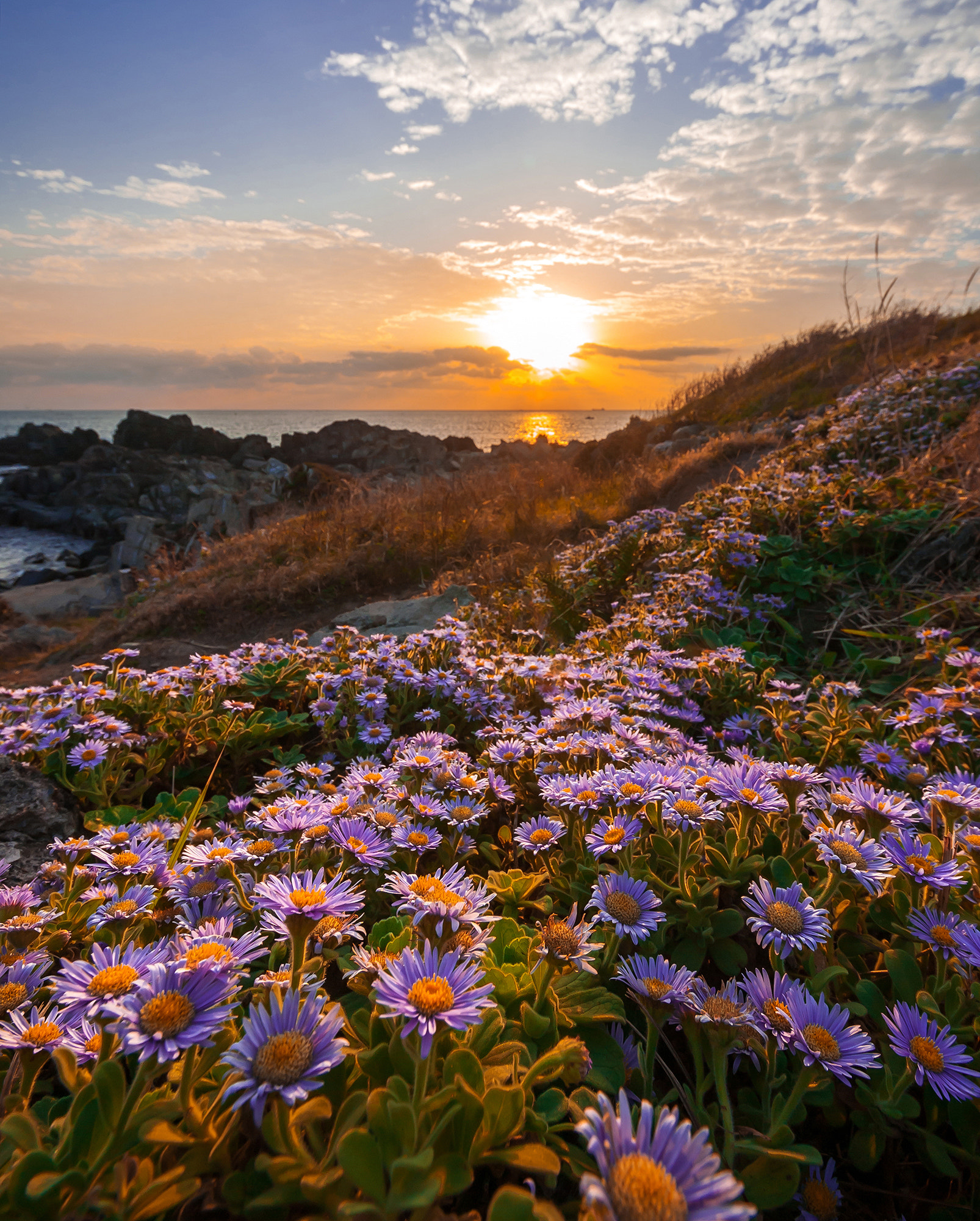 Nikon D700 + Sigma 12-24mm F4.5-5.6 II DG HSM sample photo. Sunflower photography