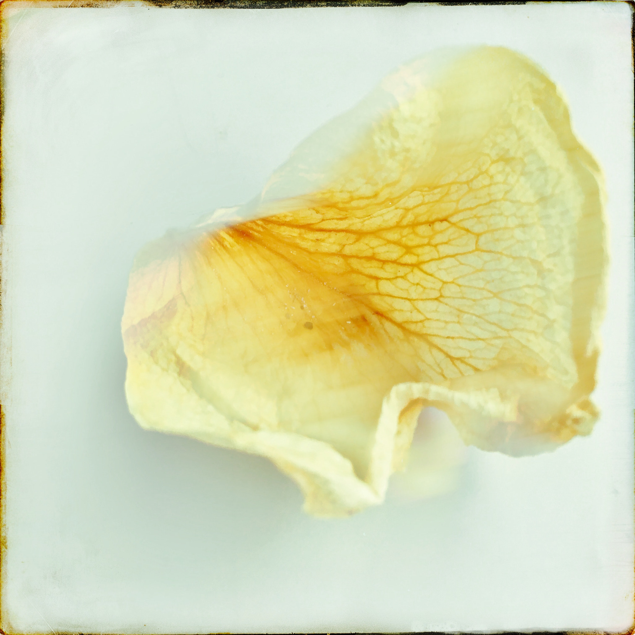 Hipstamatic 322 sample photo. Disappearing blossoms photography