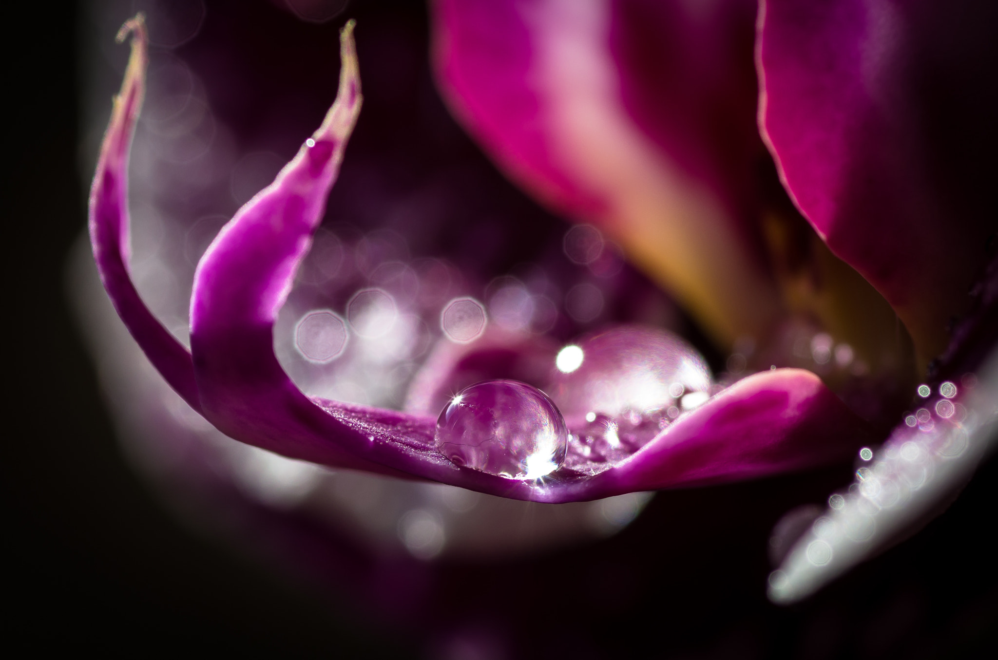 Pentax K-5 + Tamron SP AF 90mm F2.8 Di Macro sample photo. Dragon drops photography