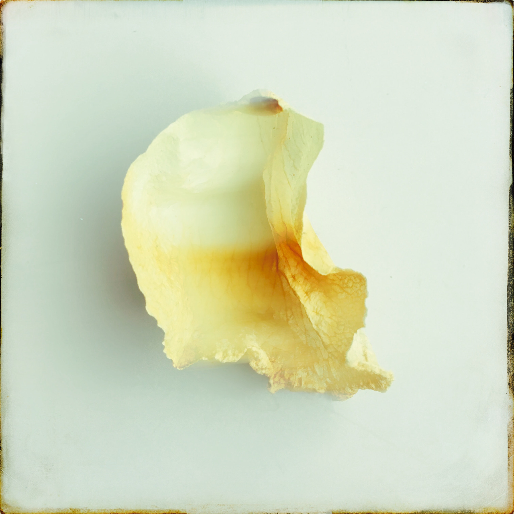 Hipstamatic 322 sample photo. Blossoms photography