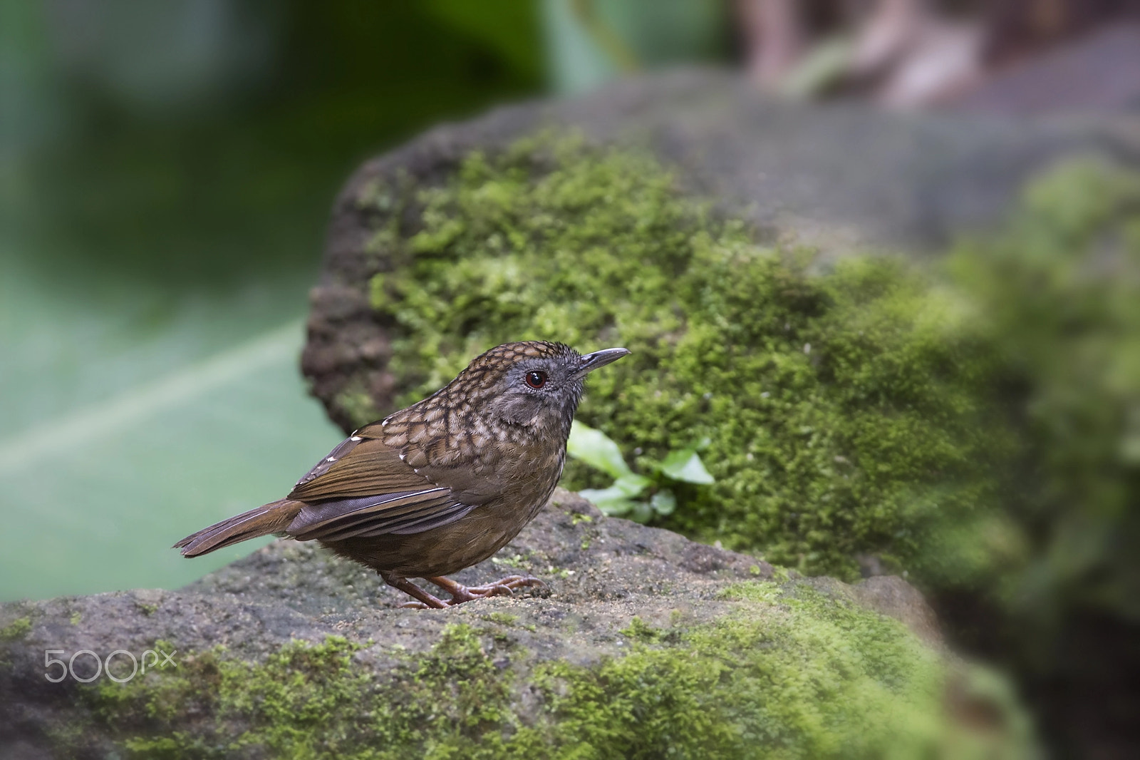 Nikon D4 sample photo. Streaked wren-babbler photography