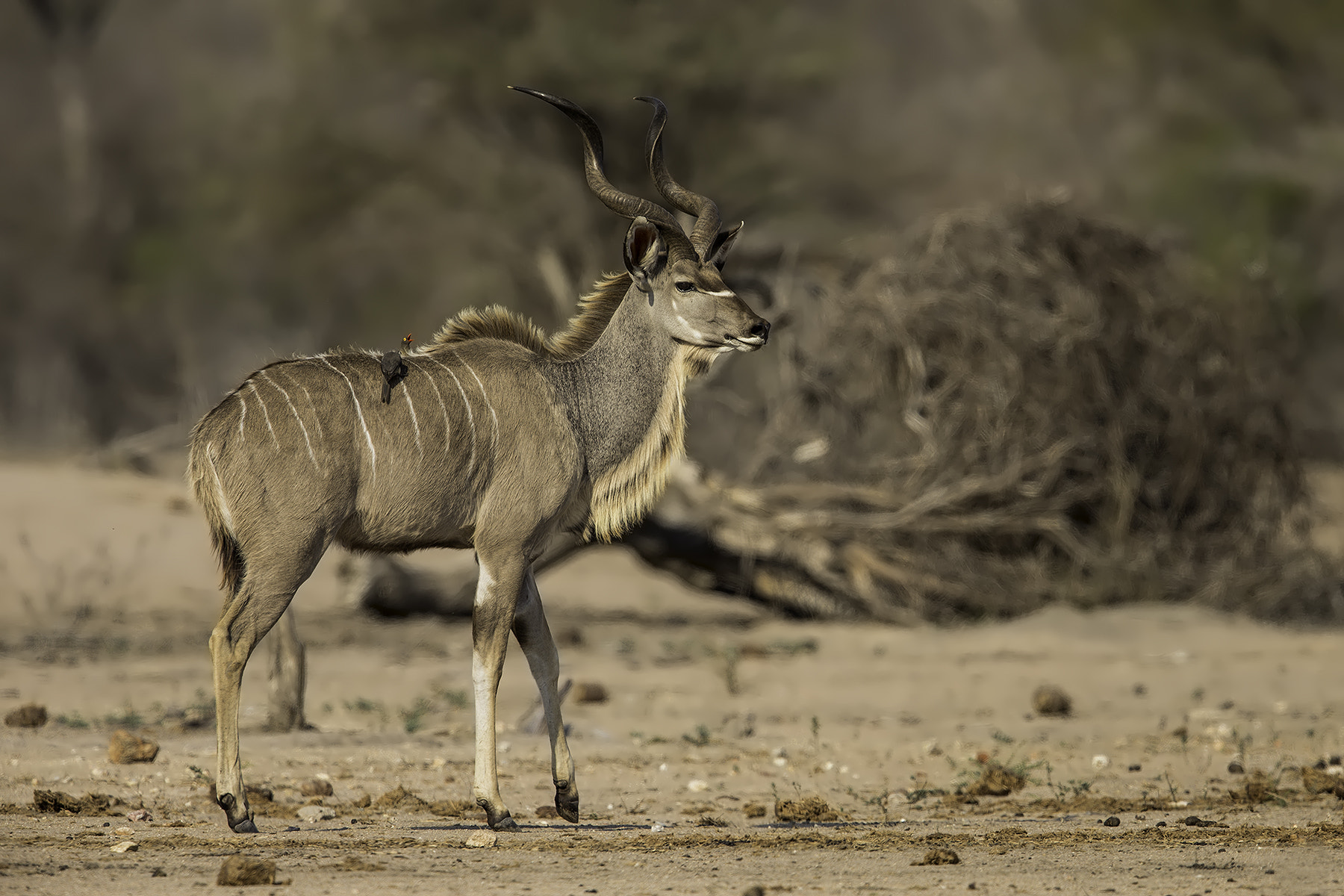 Canon EOS-1D X + Canon EF 600mm F4L IS II USM sample photo. Kudu photography