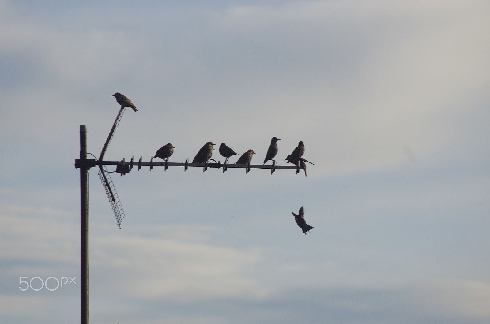 Pentax K-5 sample photo. Birds tv antenna photography