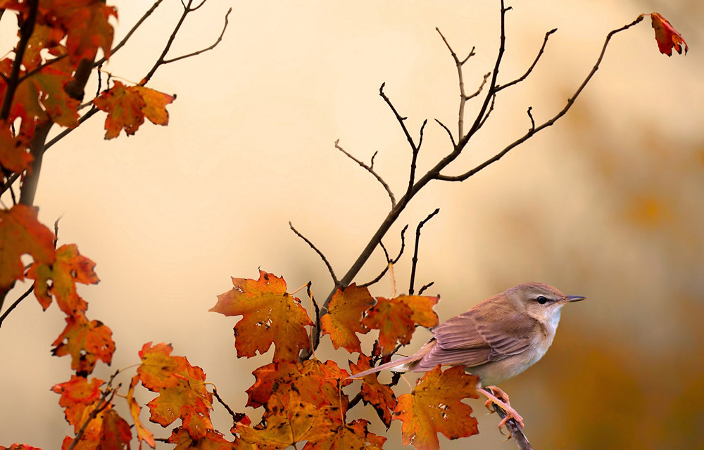 Sony FE 70-300mm F4.5-5.6 G OSS sample photo. Yellow rumped warbler photography
