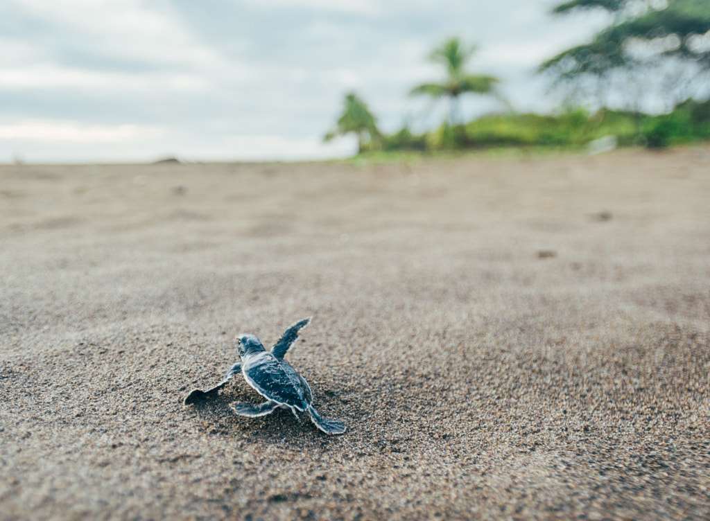 The Quest For Survival by George Turner on 500px.com