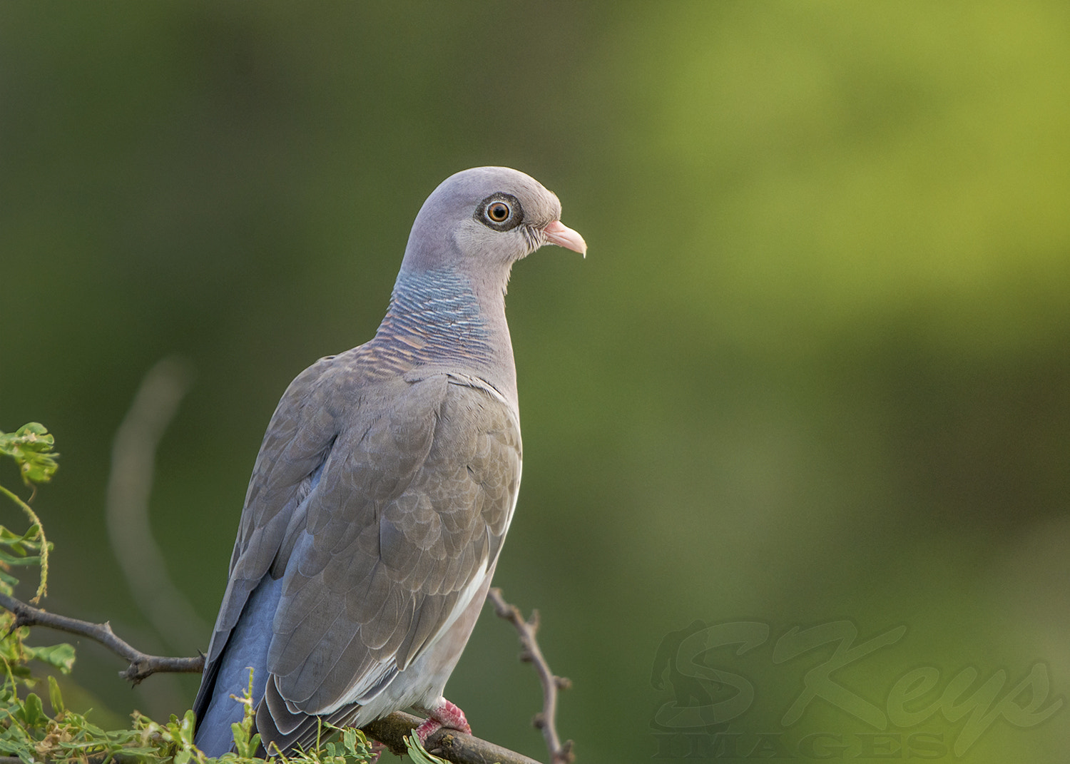 Sigma 500mm F4.5 EX DG HSM sample photo. Bullseye (bare-eyed dove) photography