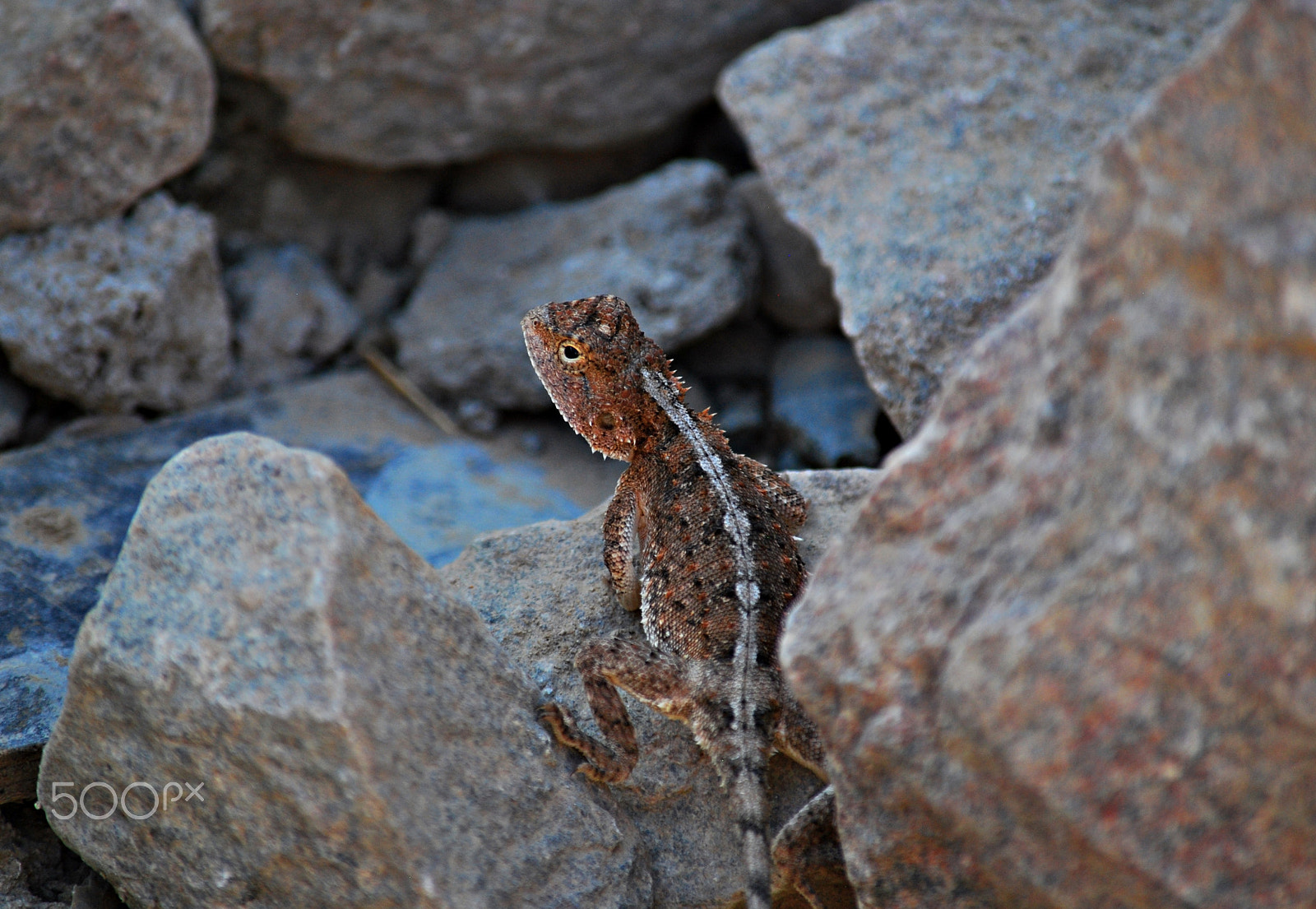 Nikon D60 sample photo. King of the rocks i photography
