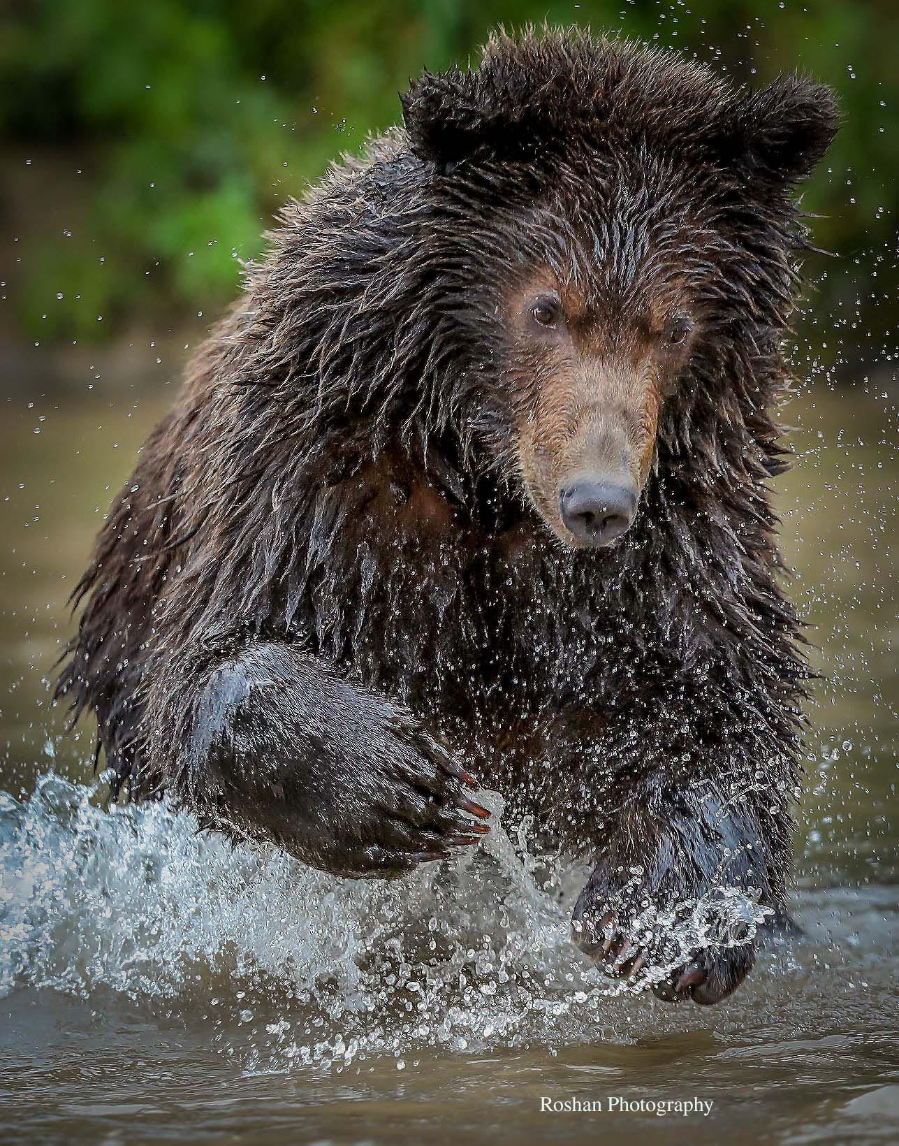 Canon EF 400mm F2.8L IS USM sample photo. Bear's look... photography