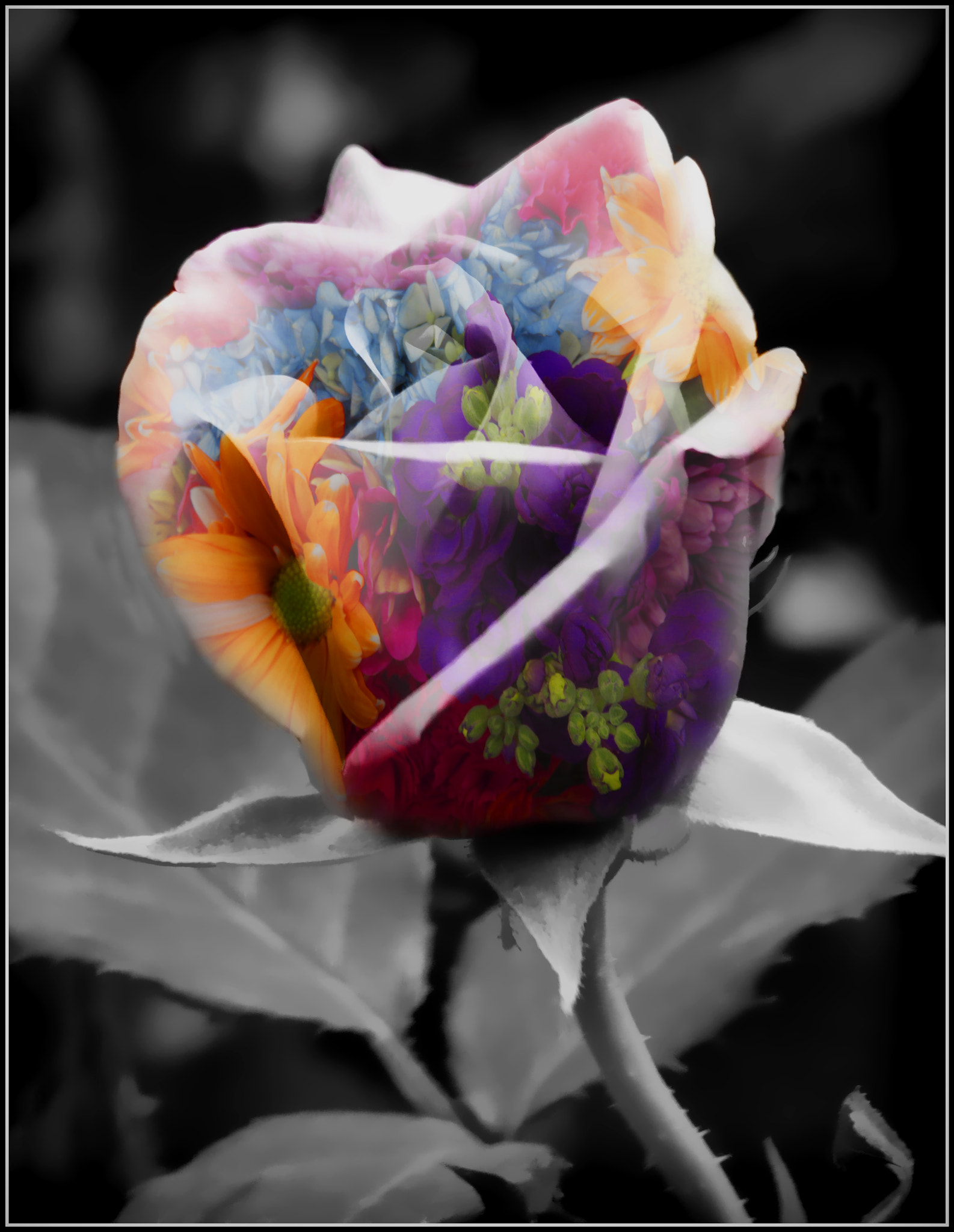 Canon EF 70-300mm F4-5.6 IS USM sample photo. Rose of many colors.... photography
