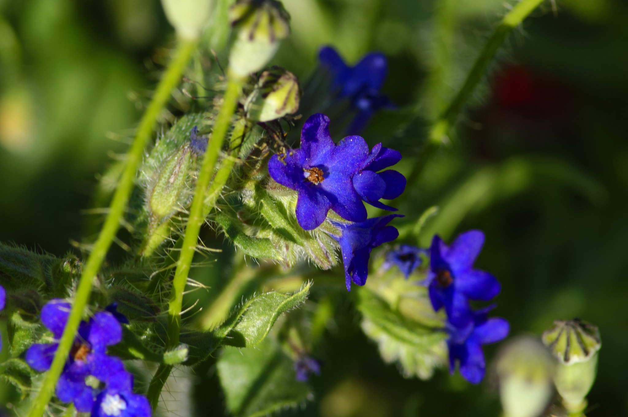 Nikon D3200 sample photo. Macro ii. photography