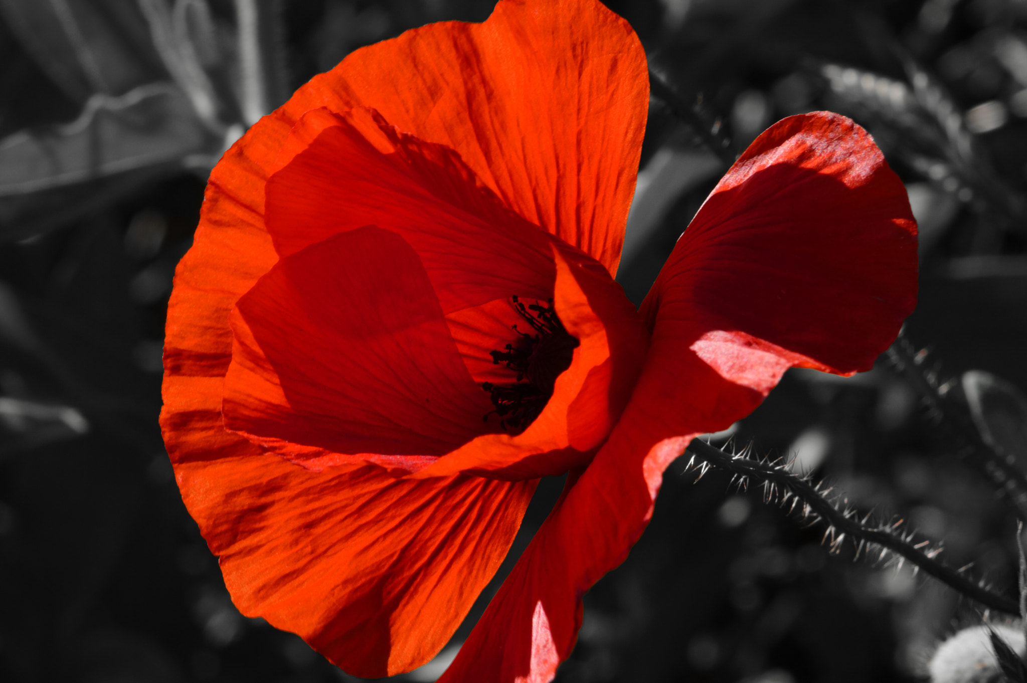 Nikon D3200 sample photo. Macro i. photography