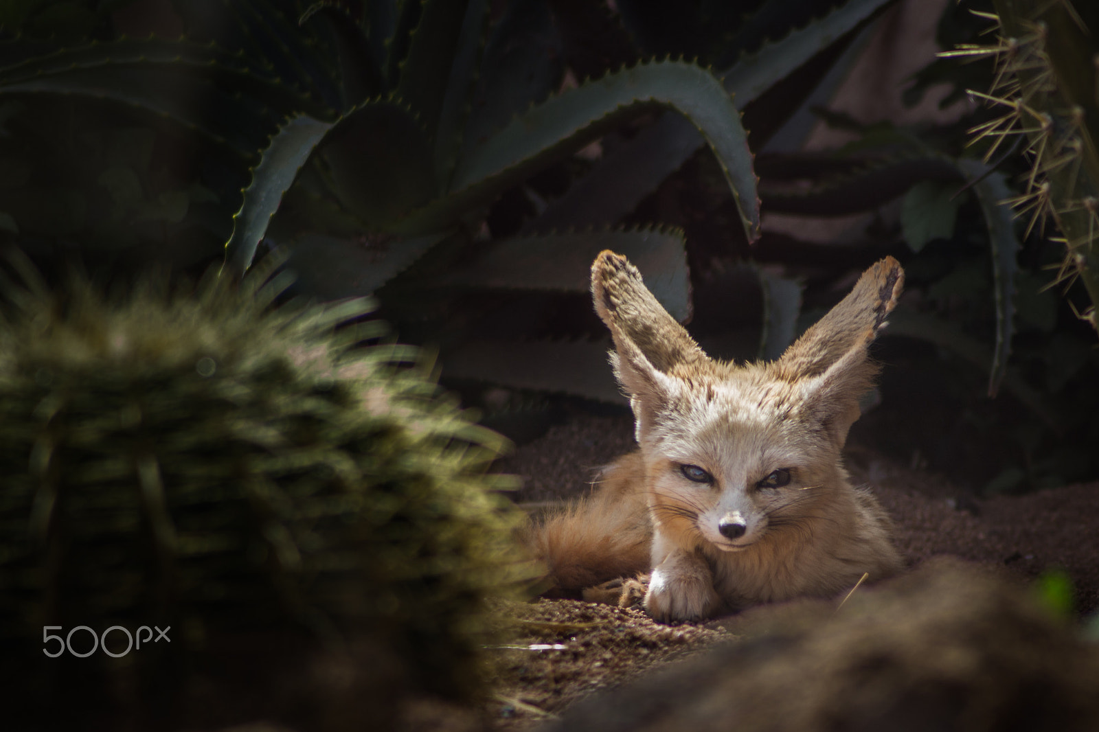 Canon EF 70-210mm f/3.5-4.5 USM sample photo. The look of danger photography