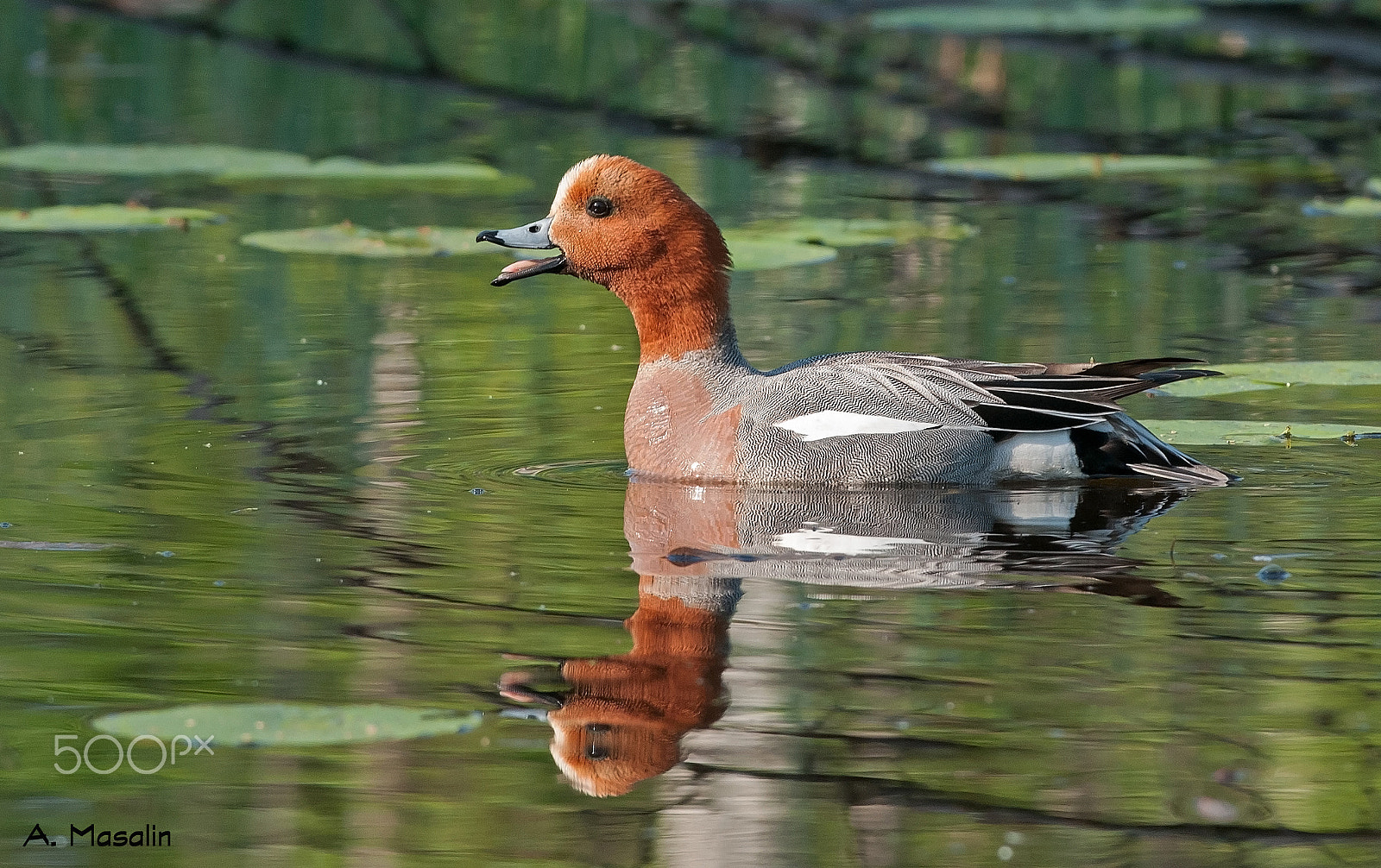 Nikon D300S + Nikon AF-S Nikkor 300mm F4D ED-IF sample photo. Eurasian wigeon photography