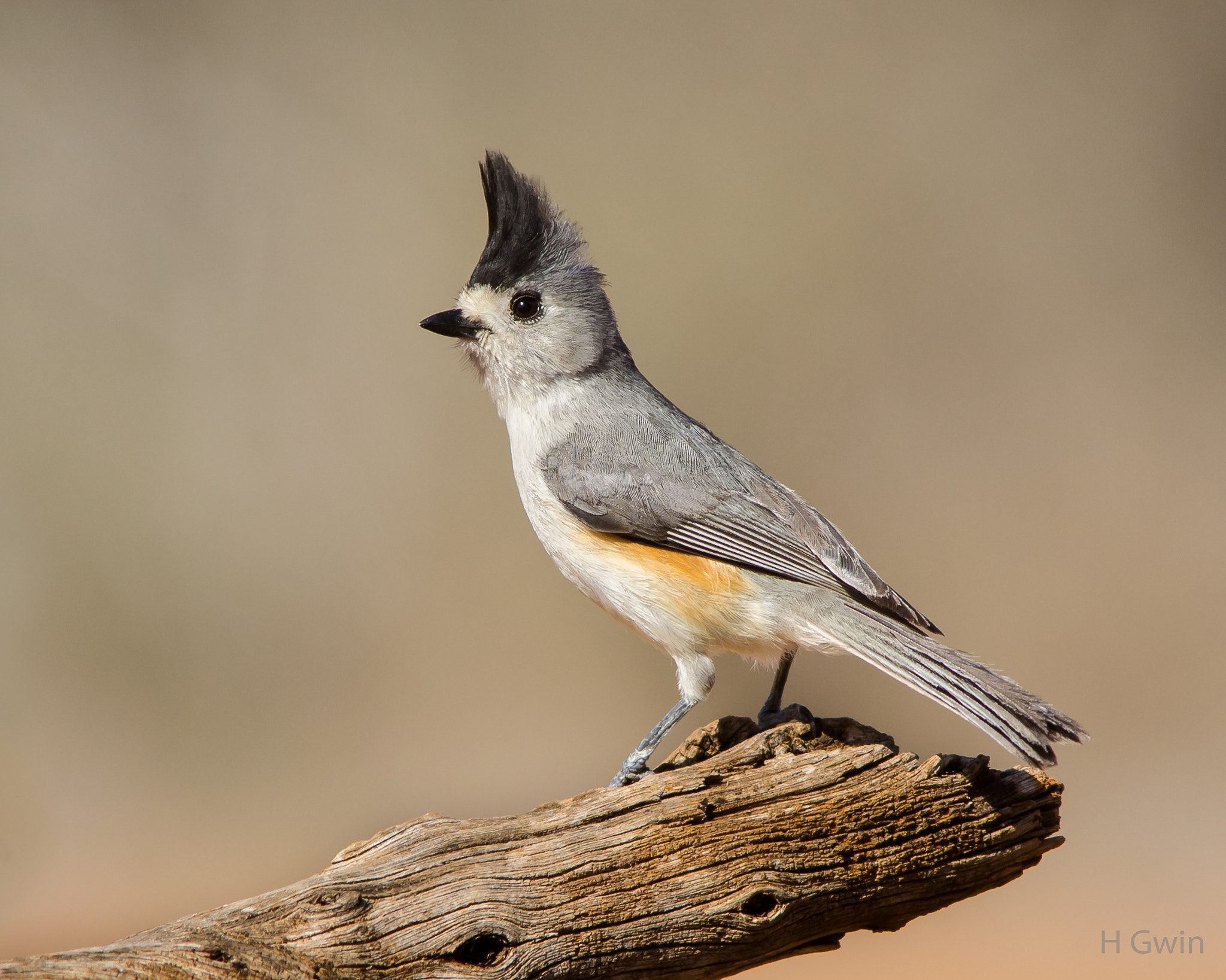 Nikon AF-S Nikkor 300mm F2.8G ED VR II sample photo. Black-crested titmouse photography