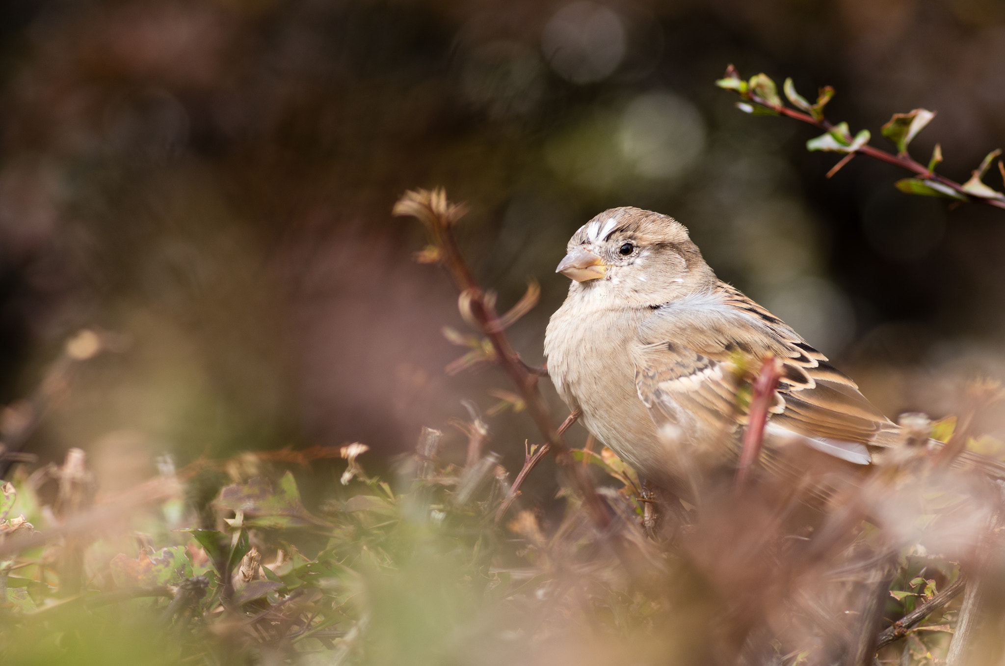 Pentax smc D-FA 100mm F2.8 Macro WR sample photo. Sparrow photography