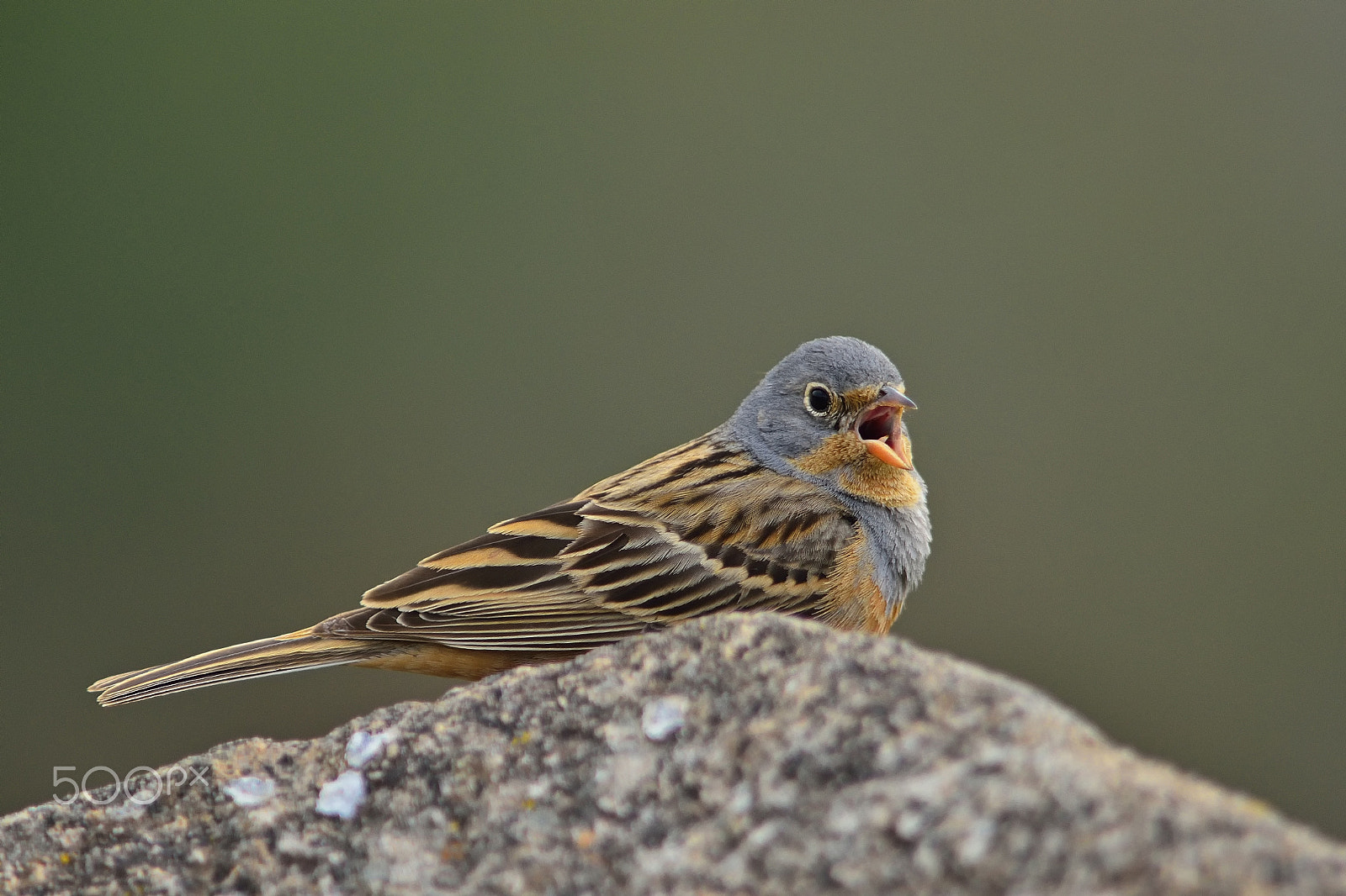 Sigma 300mm F2.8 APO EX DG HSM sample photo. Cretzschmar´s bunting photography