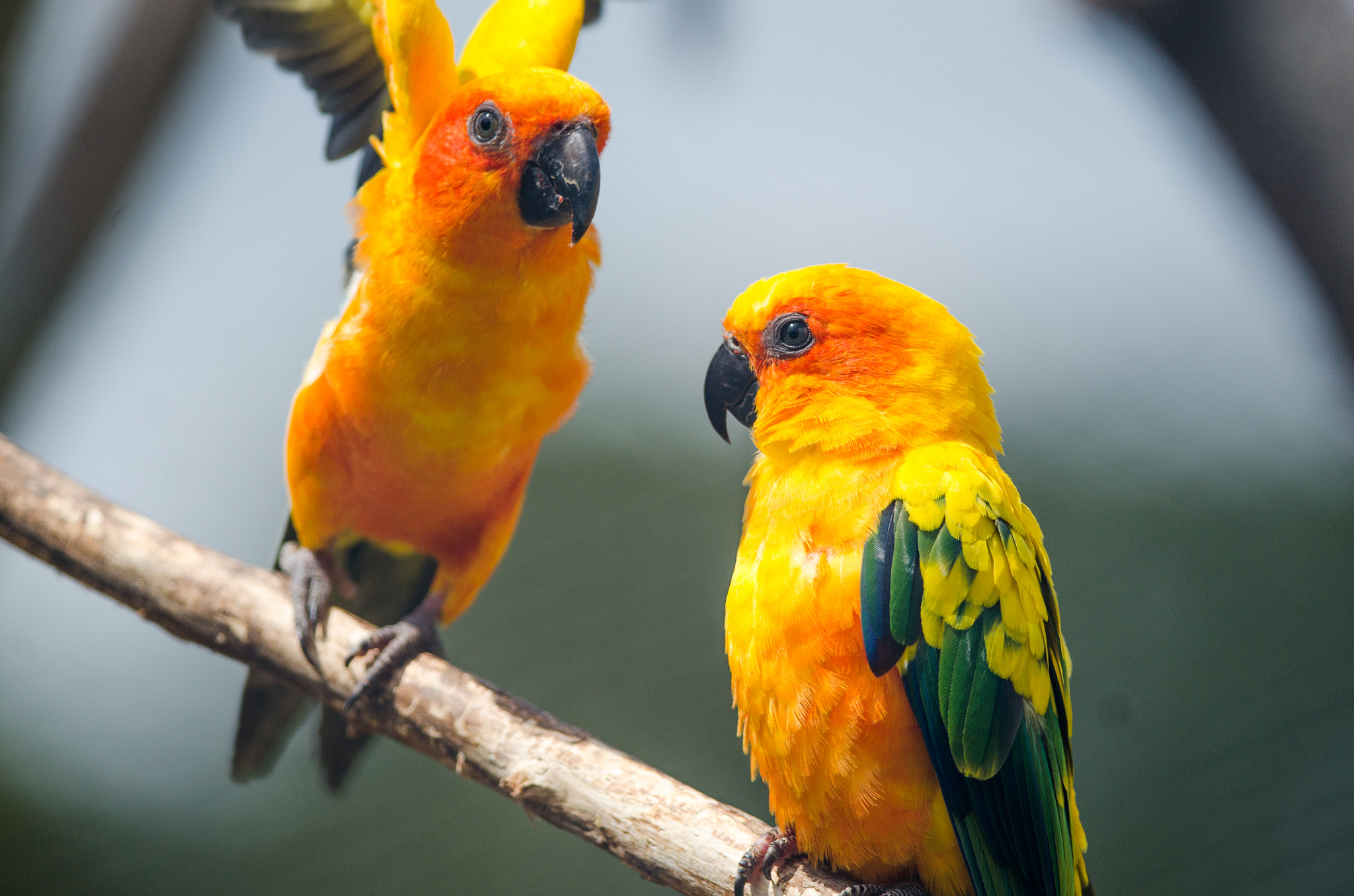 Nikon D7000 + Nikon AF-S Nikkor 300mm F4D ED-IF sample photo. Takeoff sun conure photography