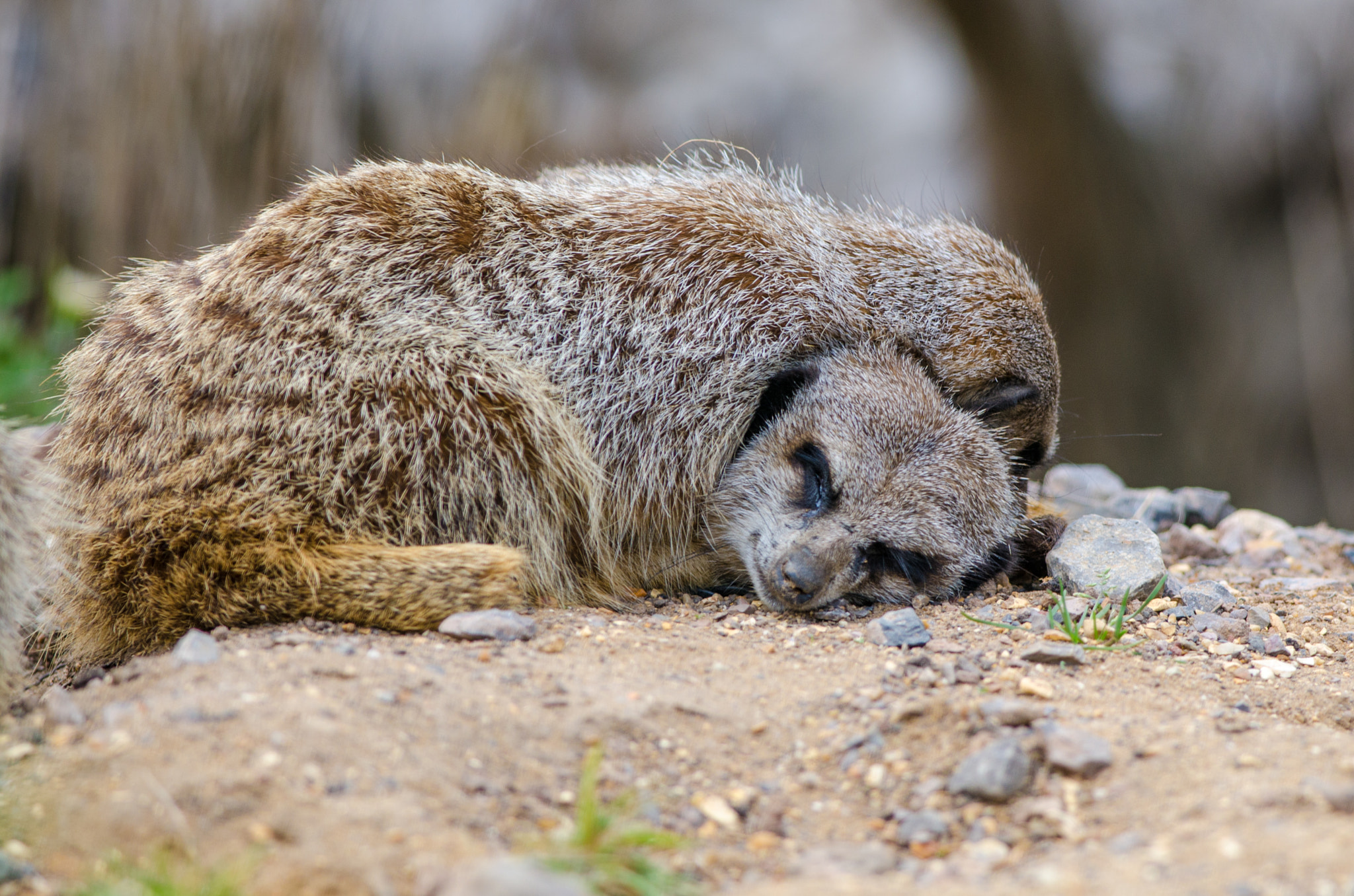 Nikon D7000 + Nikon AF-S Nikkor 300mm F4D ED-IF sample photo. Sleeping meerkat photography