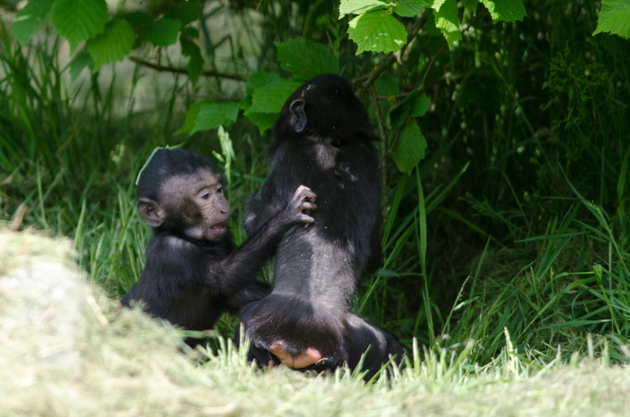 Nikon D7000 sample photo. Infant macaques photography