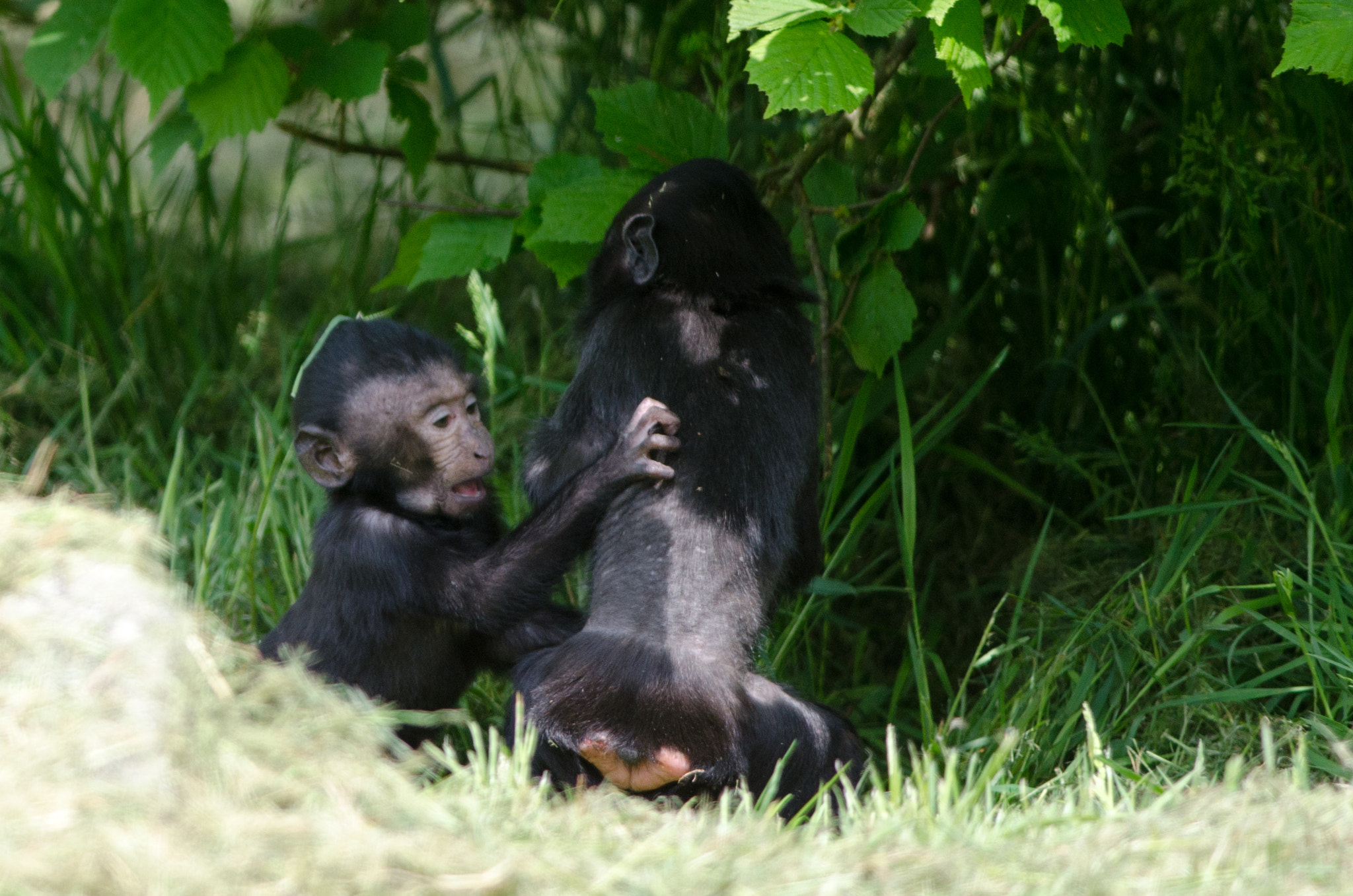 Nikon D7000 + Nikon AF-S Nikkor 300mm F4D ED-IF sample photo. Infant macaques photography