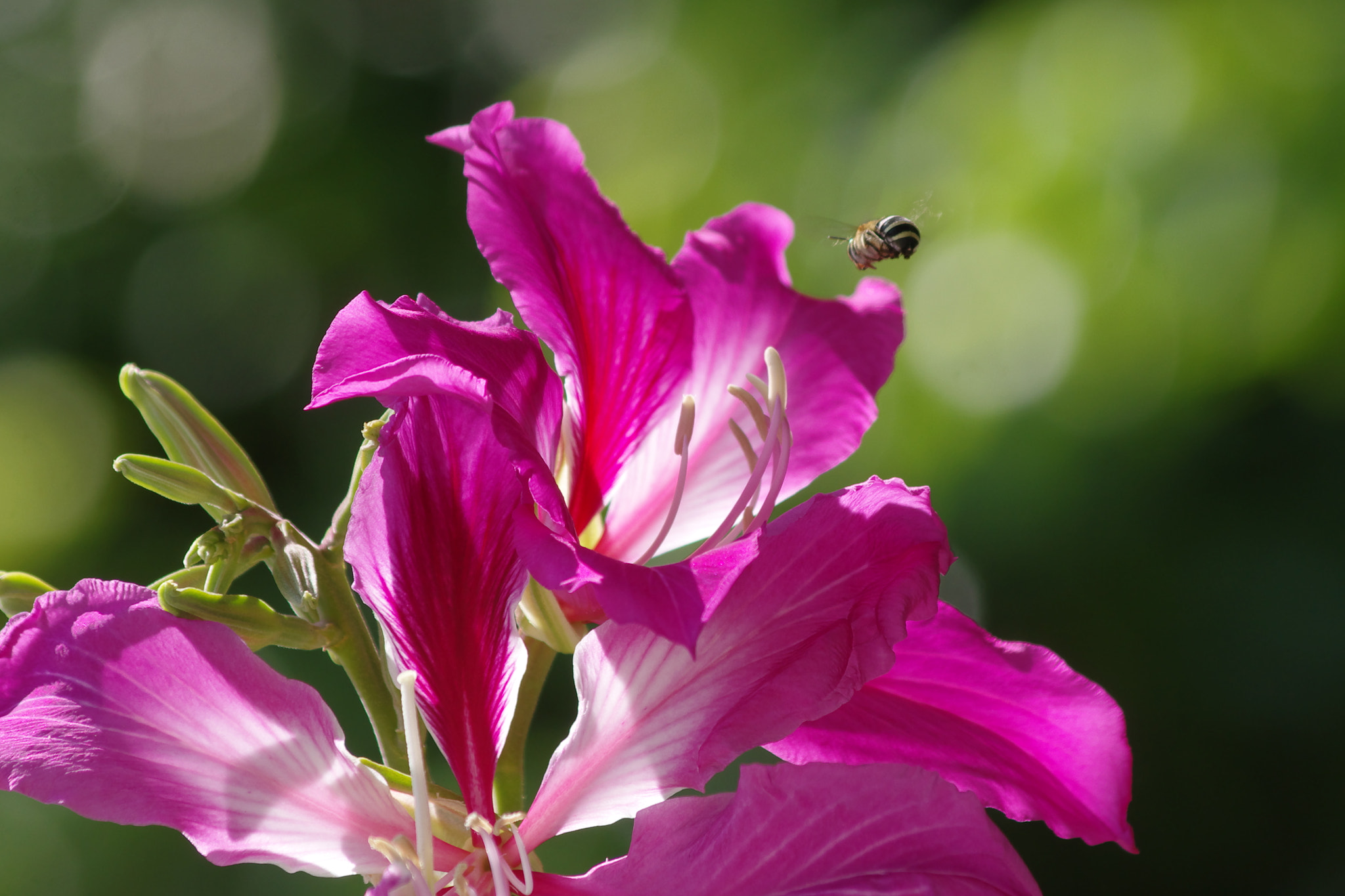 smc PENTAX-DA L 55-300mm F4-5.8 ED sample photo