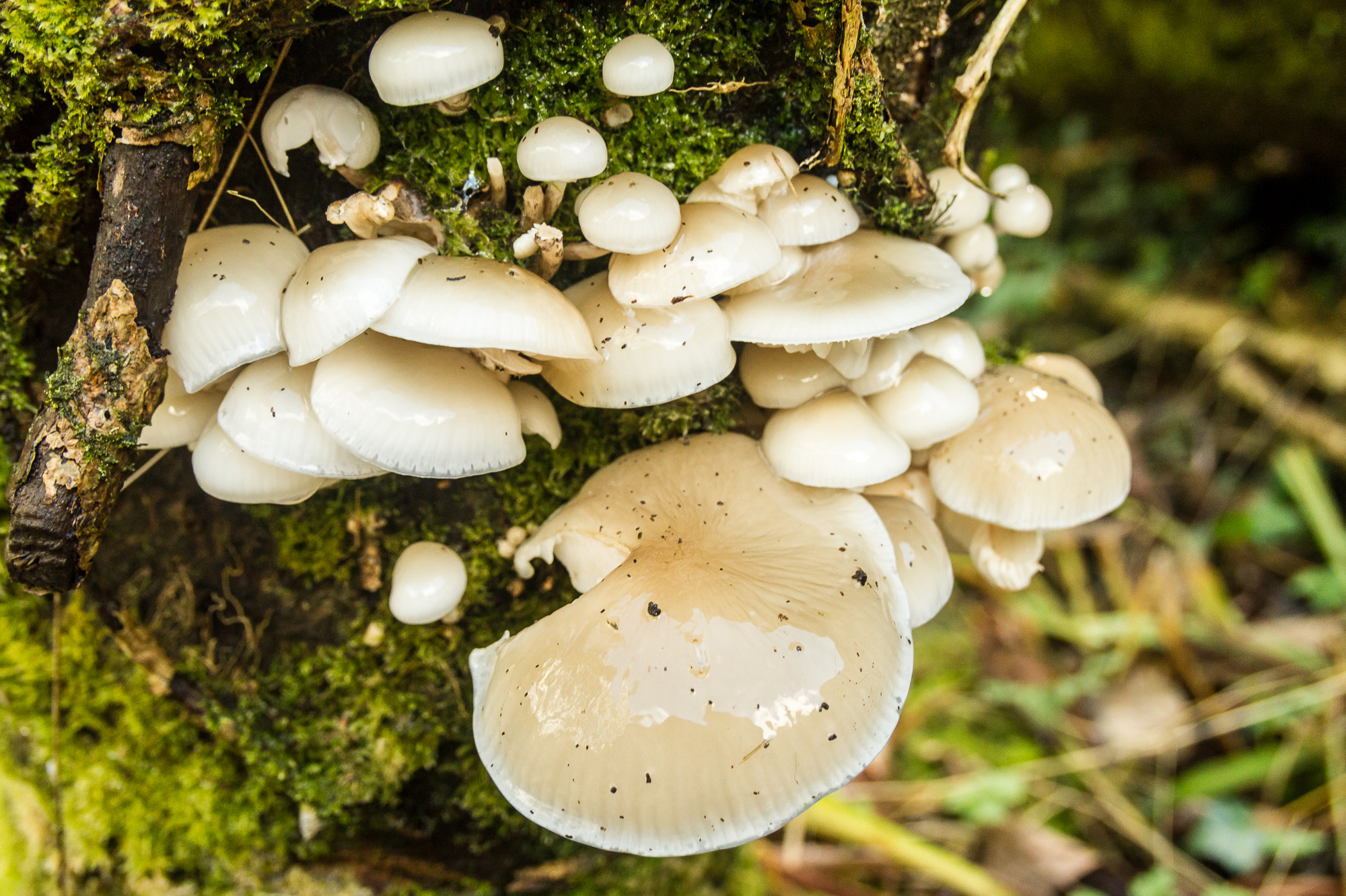 Canon EOS 7D + Sigma 18-50mm f/2.8 Macro sample photo. Mushrooms. photography