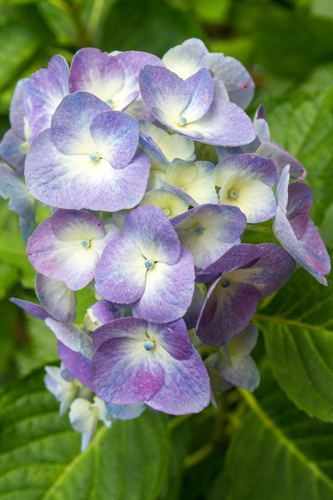 Canon EOS 7D + Sigma 18-50mm f/2.8 Macro sample photo. Rhododendron photography