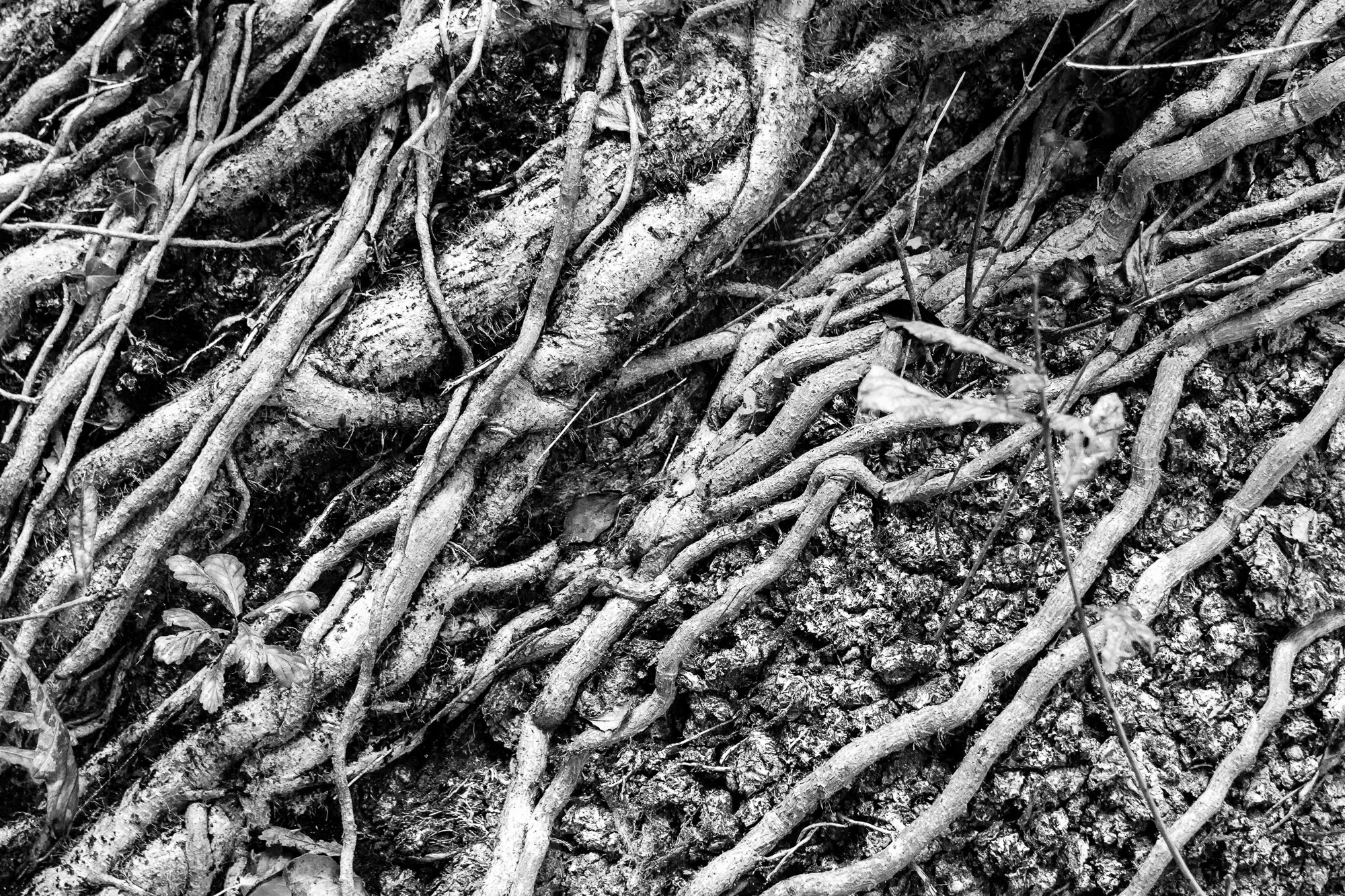 Canon EOS 7D + Sigma 18-50mm f/2.8 Macro sample photo. Texture photography
