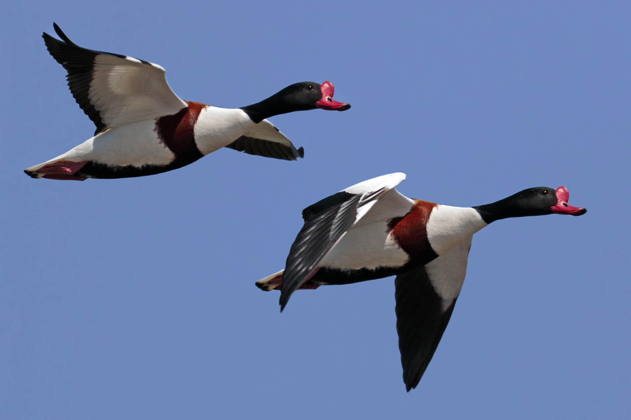 Canon EF 300mm F2.8L IS II USM sample photo. Sheldrakes photography