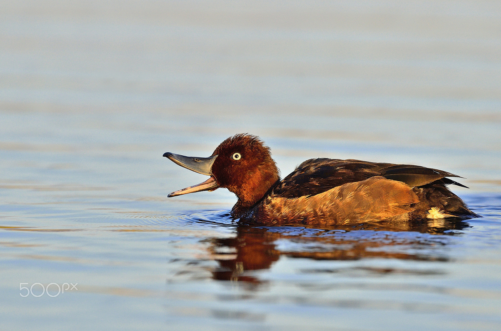 Nikon D7000 + Nikon AF-S Nikkor 500mm F4G ED VR sample photo. Ferruginous duck photography