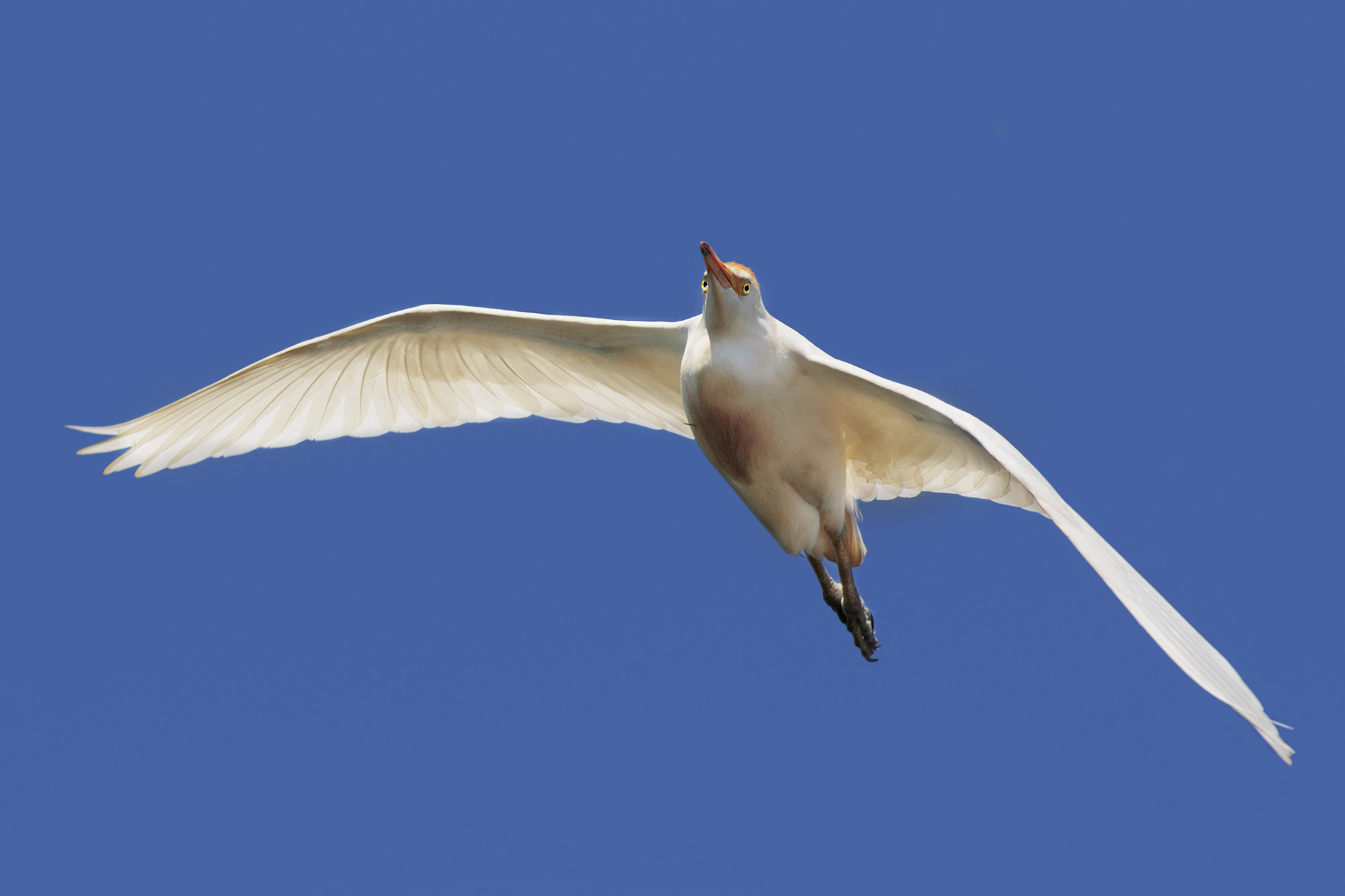 Canon EF 500mm f/4.5L sample photo. Cattle egret photography