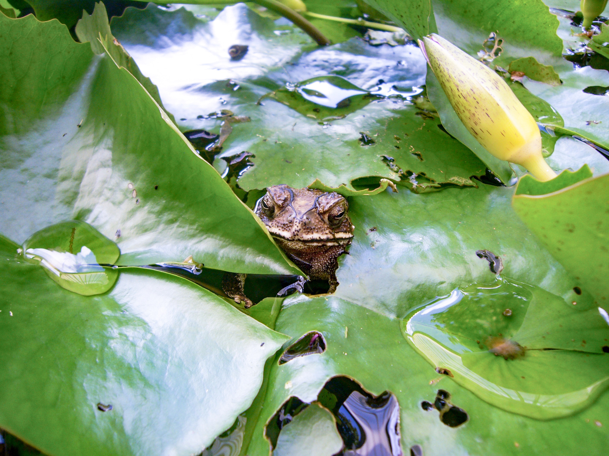 Panasonic DMC-FX01 sample photo. Frog between leaves photography