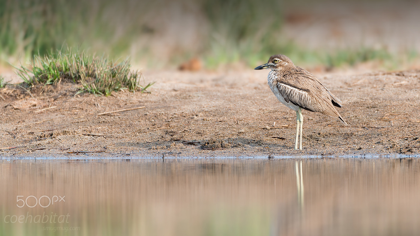 Nikon D800 + Nikon AF-S Nikkor 200-400mm F4G ED-IF VR sample photo. Water thick-knee photography