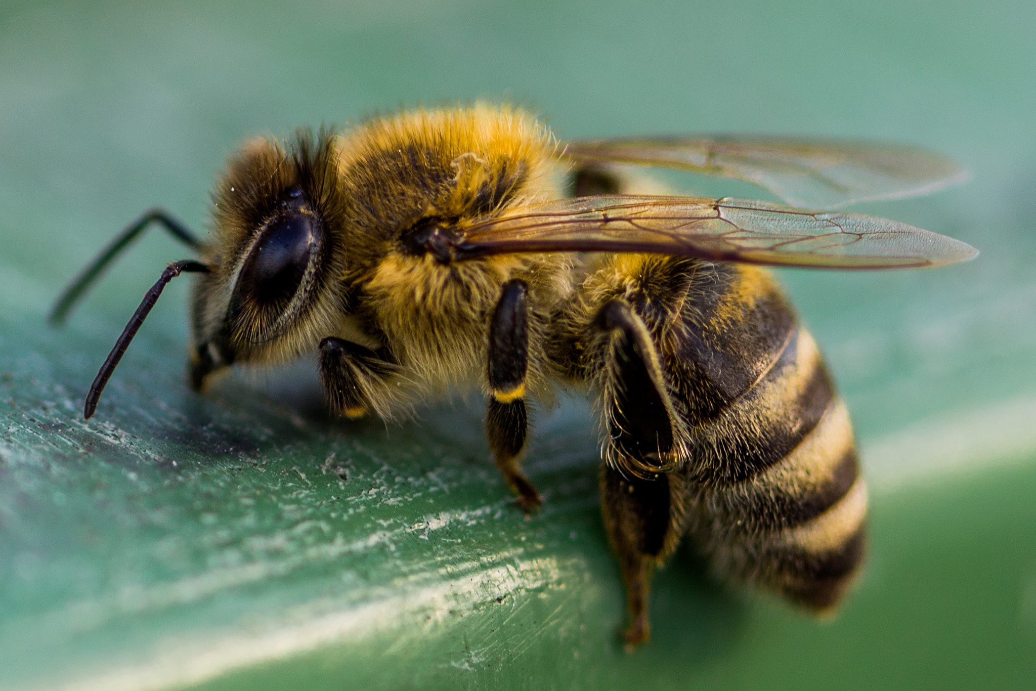 90mm F2.8 Macro G OSS sample photo. Bee! photography