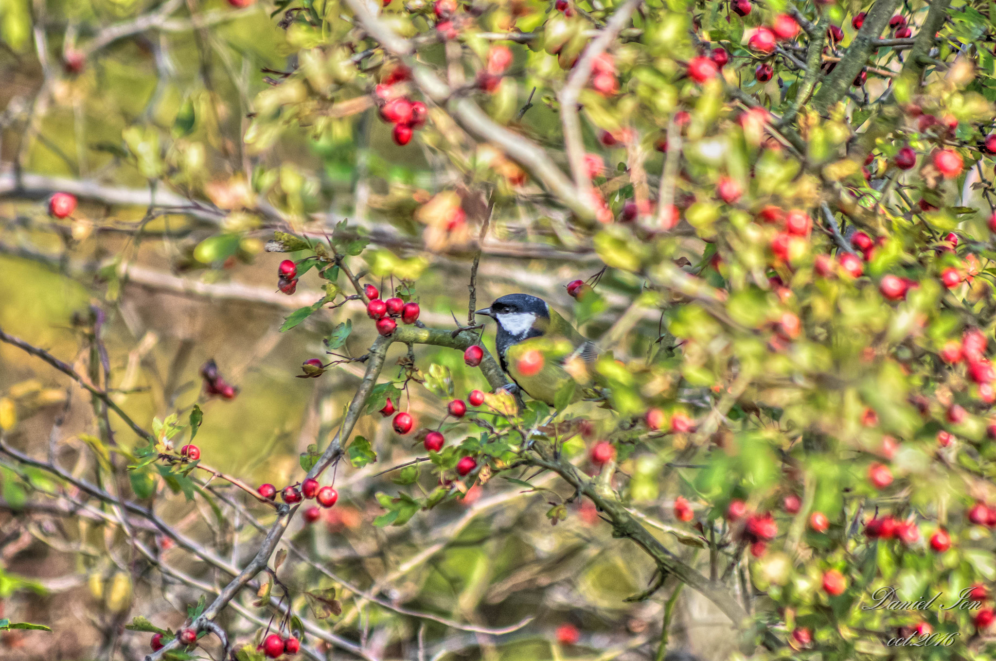smc PENTAX-FA 80-320mm F4.5-5.6 sample photo. Parus major photography