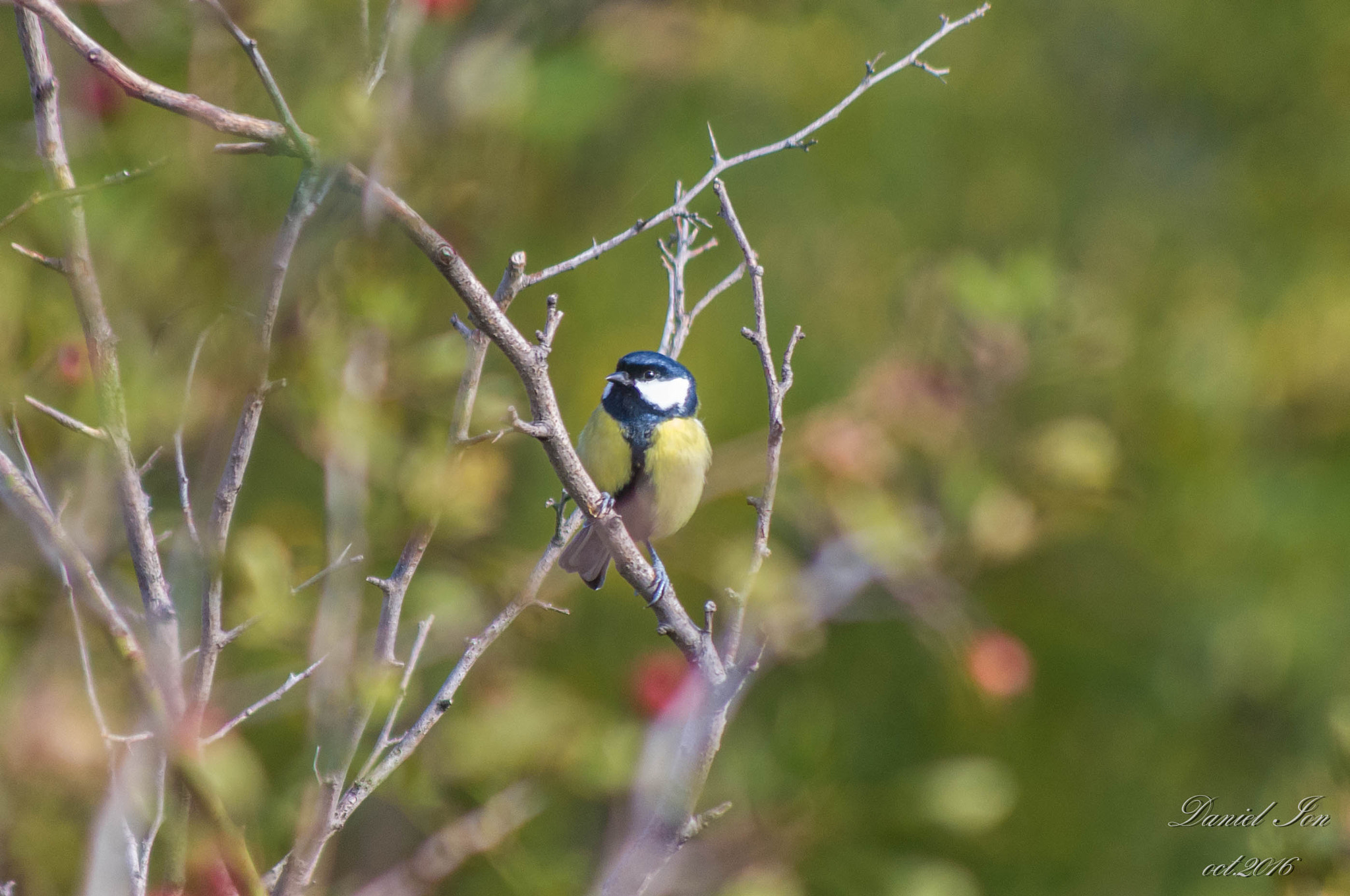 Pentax K-x + smc PENTAX-FA 80-320mm F4.5-5.6 sample photo. Parus major photography