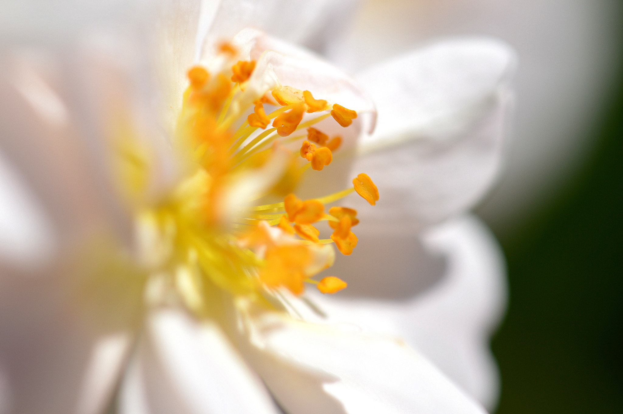 Nikon AF-S DX Micro-Nikkor 85mm F3.5G ED VR sample photo. Fleur photography
