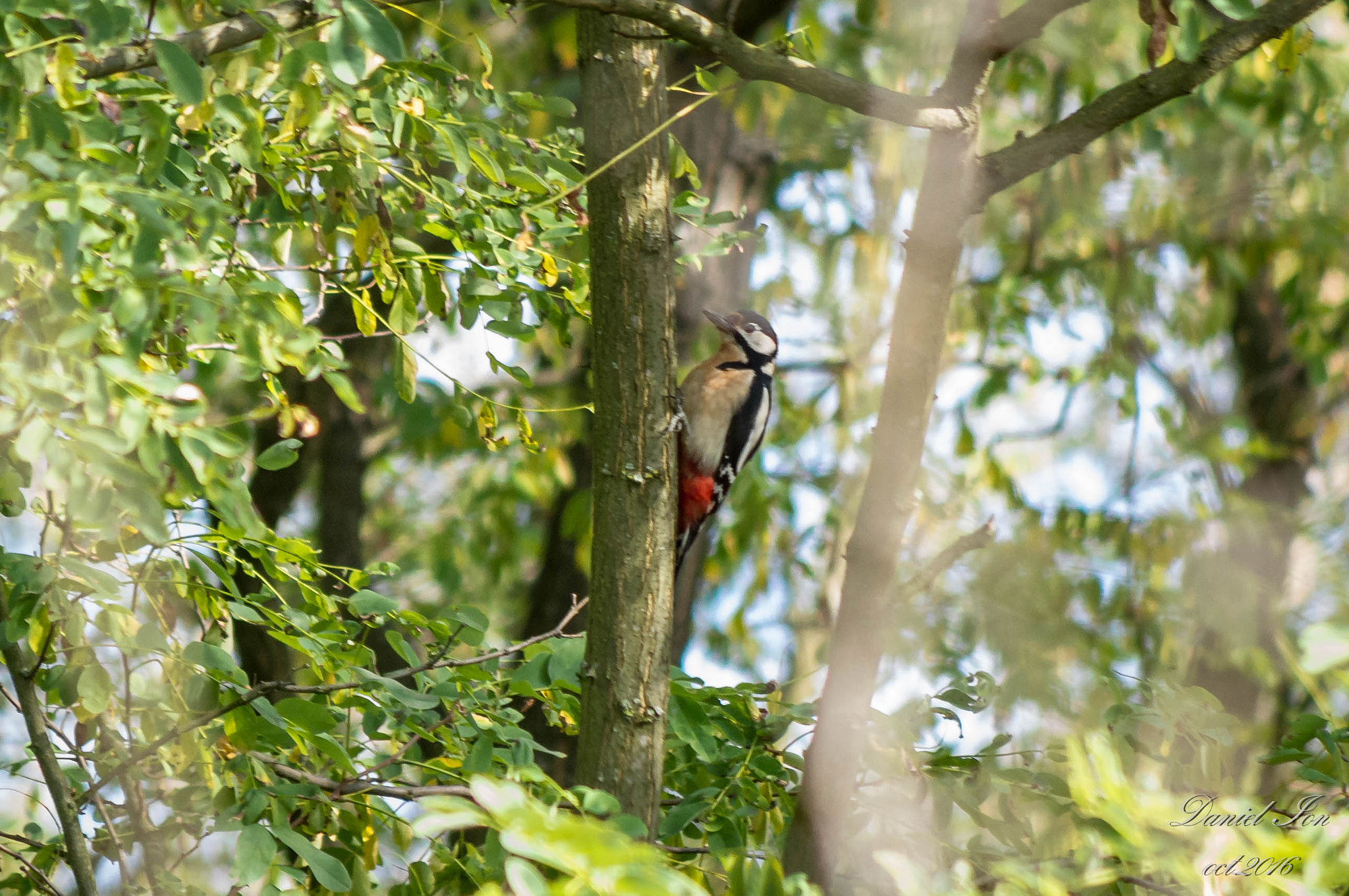 smc PENTAX-FA 80-320mm F4.5-5.6 sample photo. Dendrocopos major photography