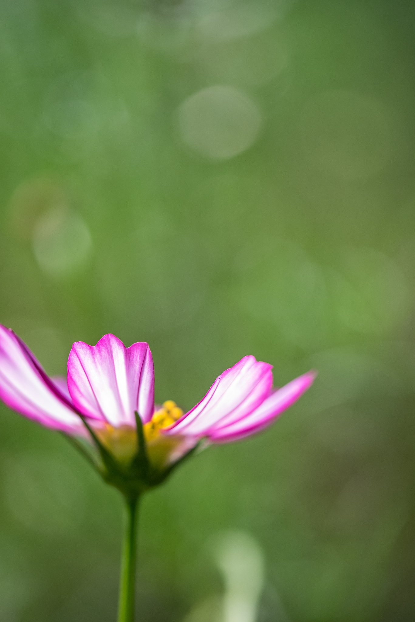 Panasonic Lumix DMC-GM1 sample photo. Cosmos photography