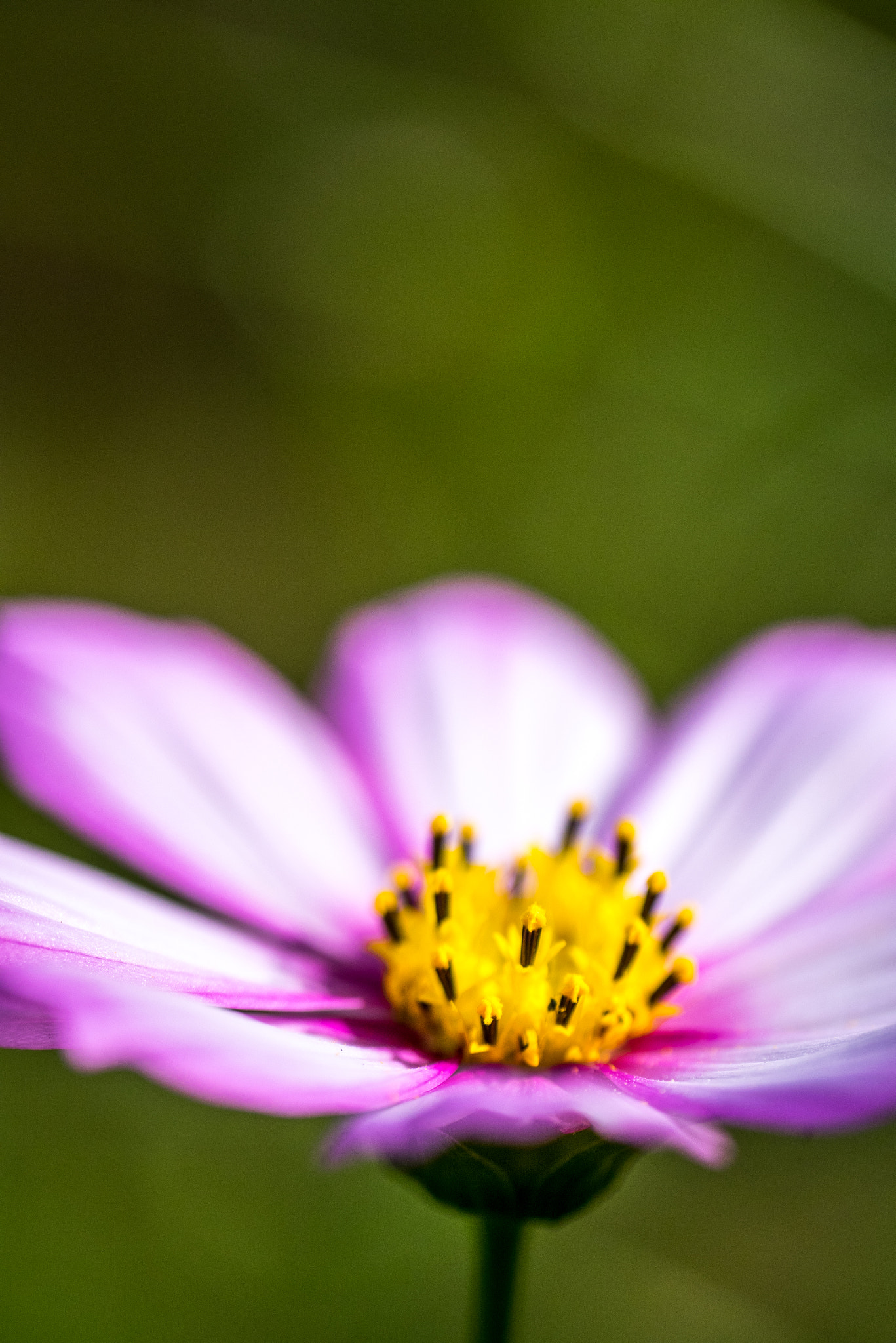 Panasonic Lumix DMC-GM1 sample photo. Cosmos photography