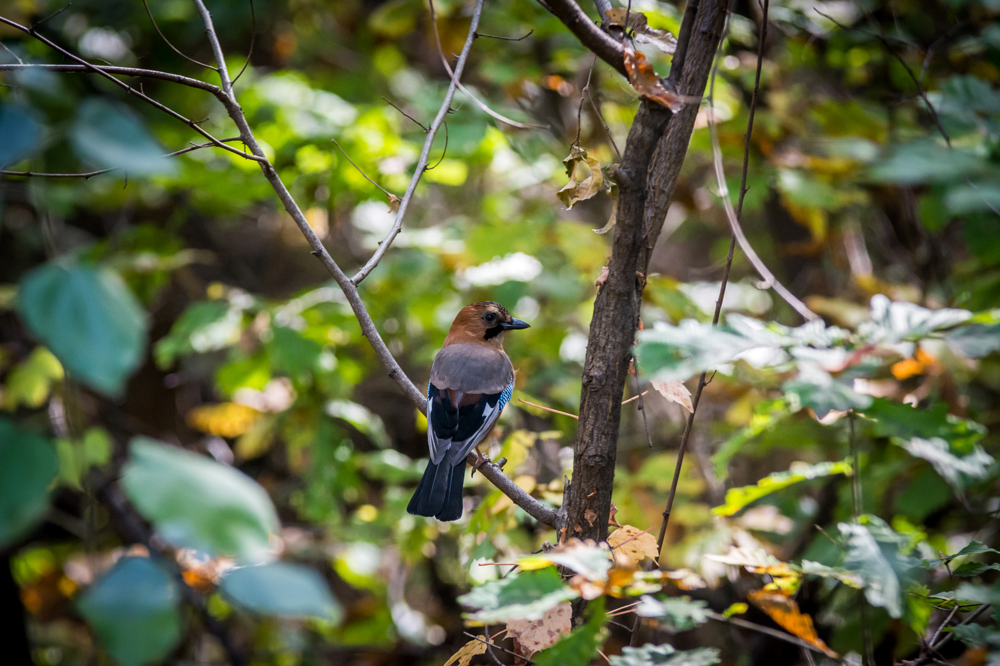 Sigma 70-200mm F2.8 EX DG OS HSM sample photo. The mocking jay photography