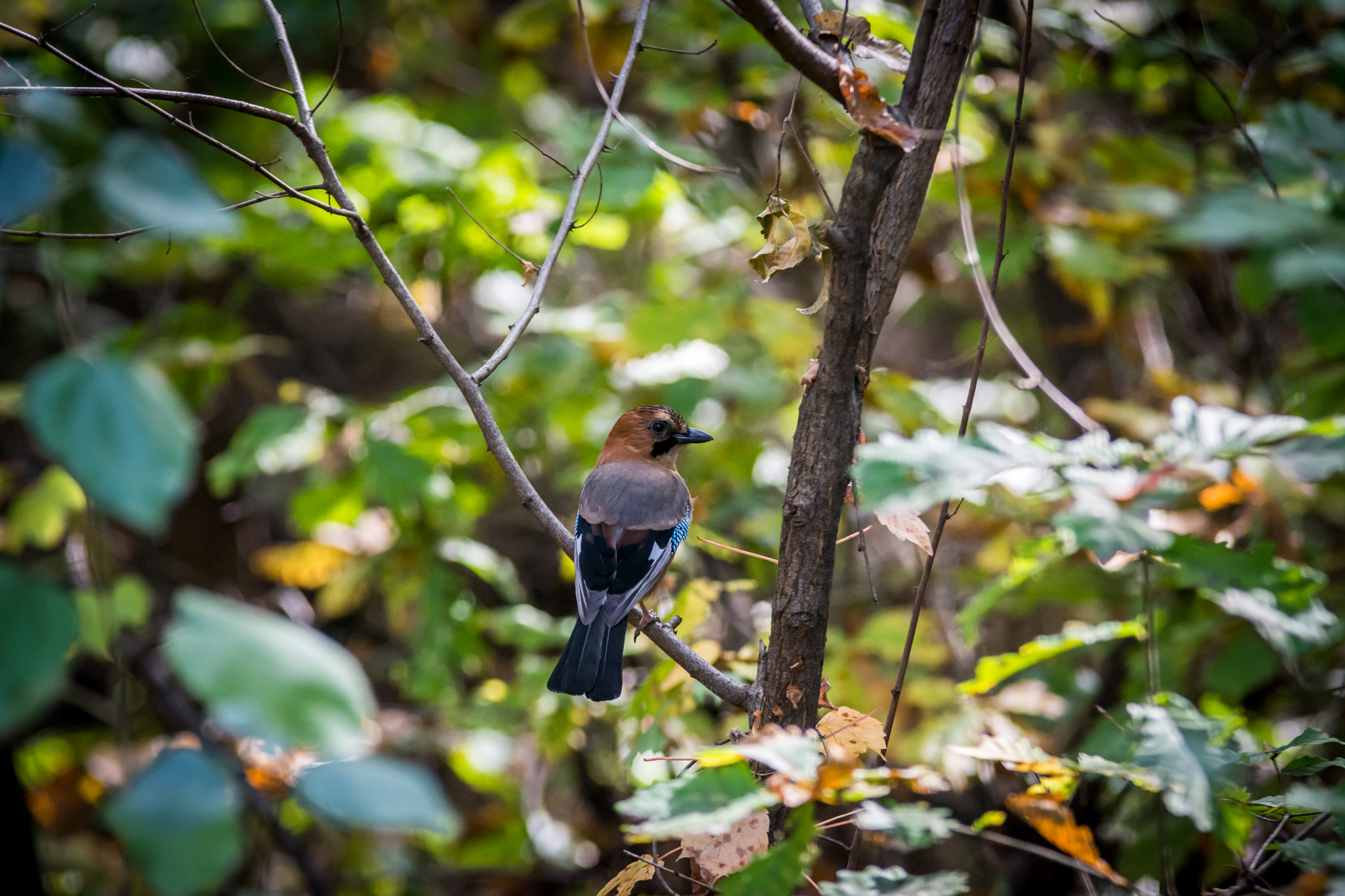 Nikon D7100 + Sigma 70-200mm F2.8 EX DG OS HSM sample photo. The mocking jay photography