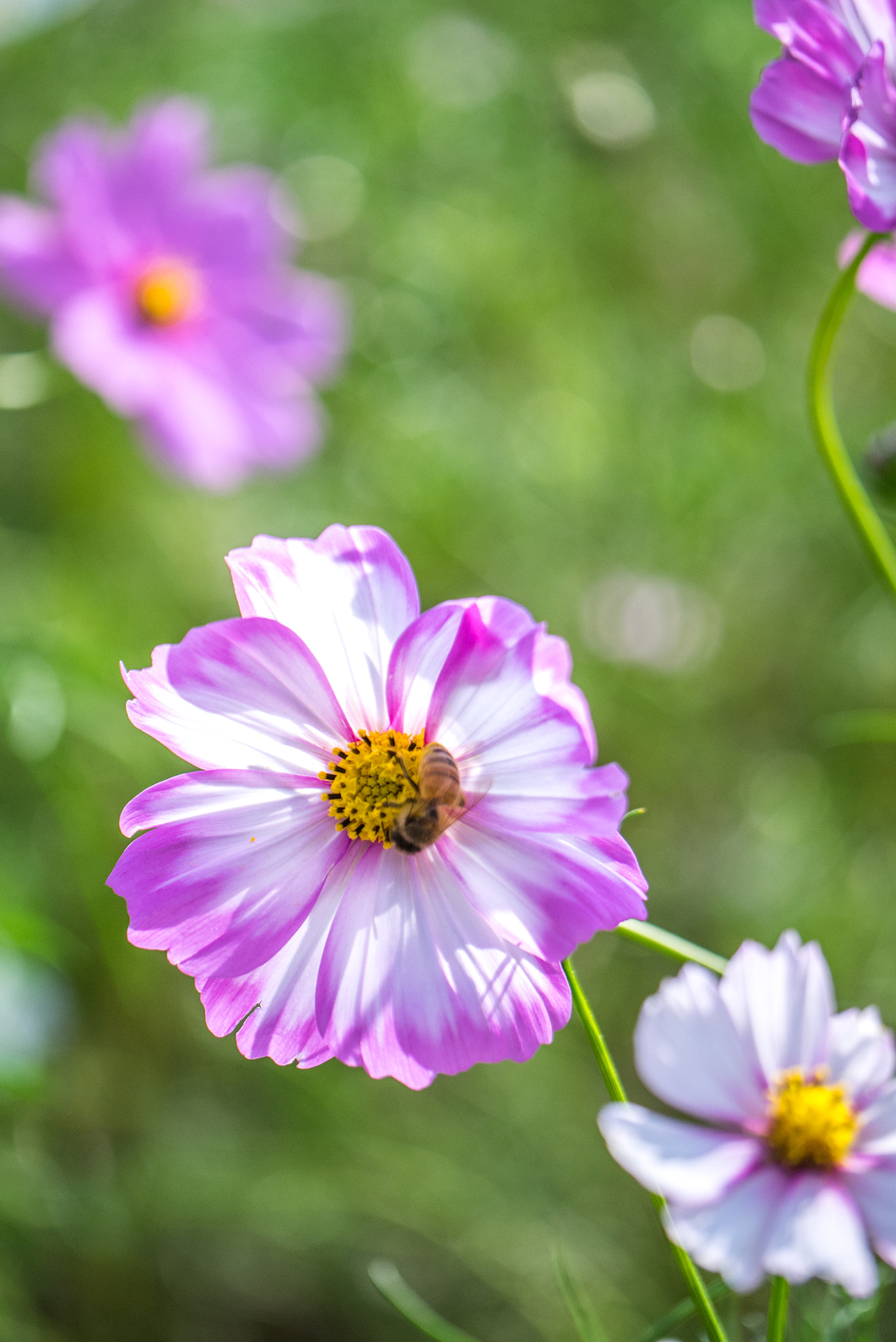 Panasonic Lumix DMC-GM1 sample photo. Cosmos photography